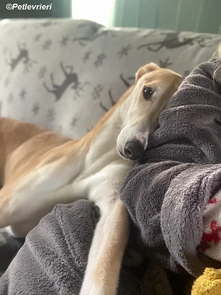 Io adozione levrieri greyhound 31