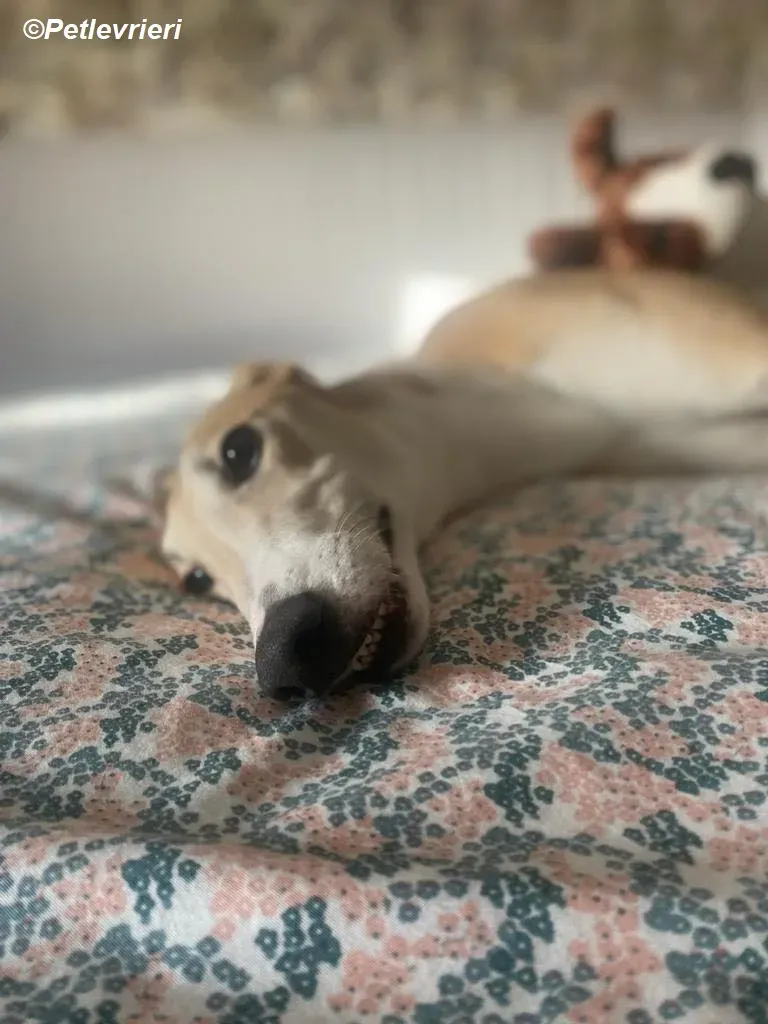 Io adozione levrieri greyhound 32