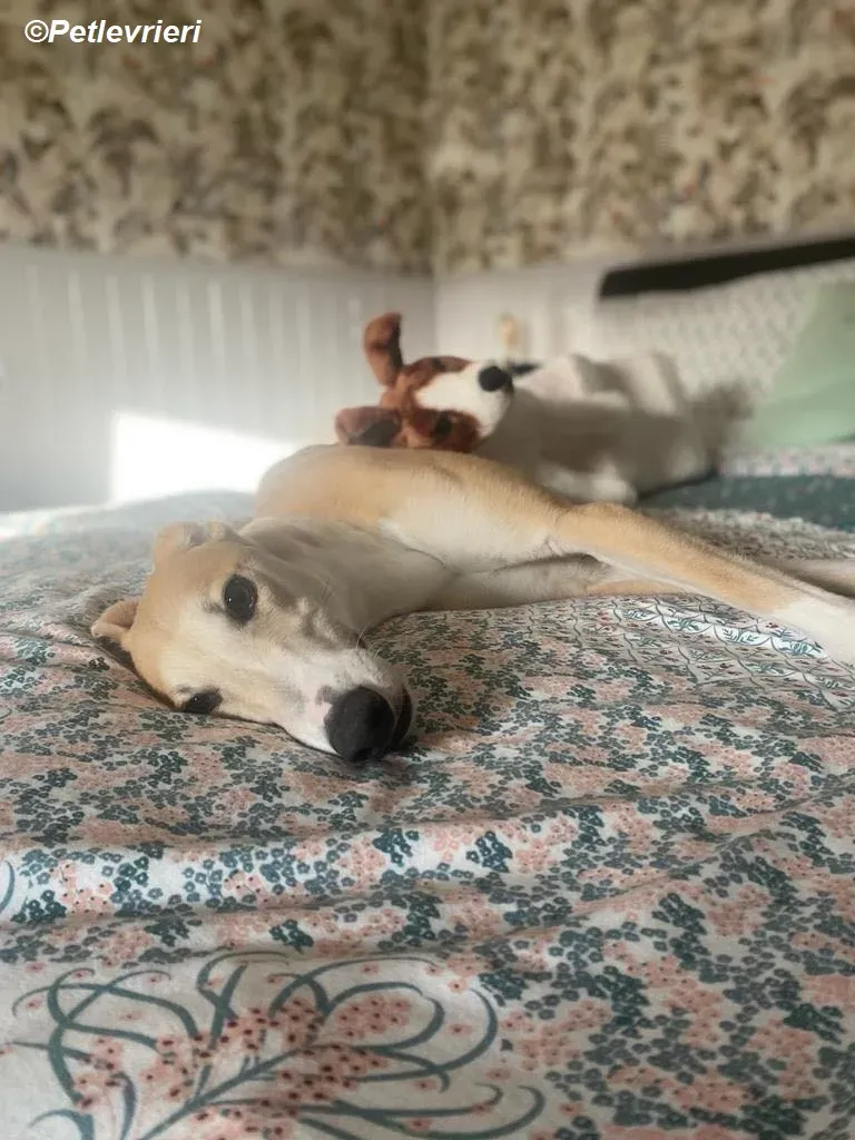 Io adozione levrieri greyhound 33