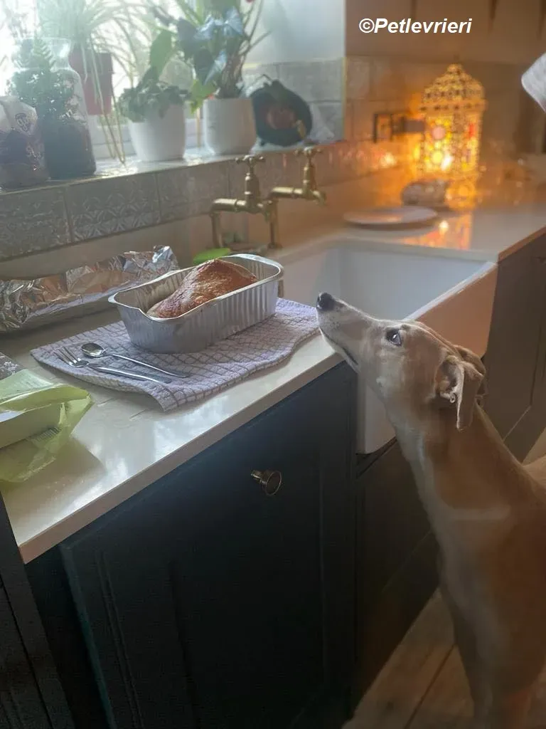 Io adozione levrieri greyhound 34