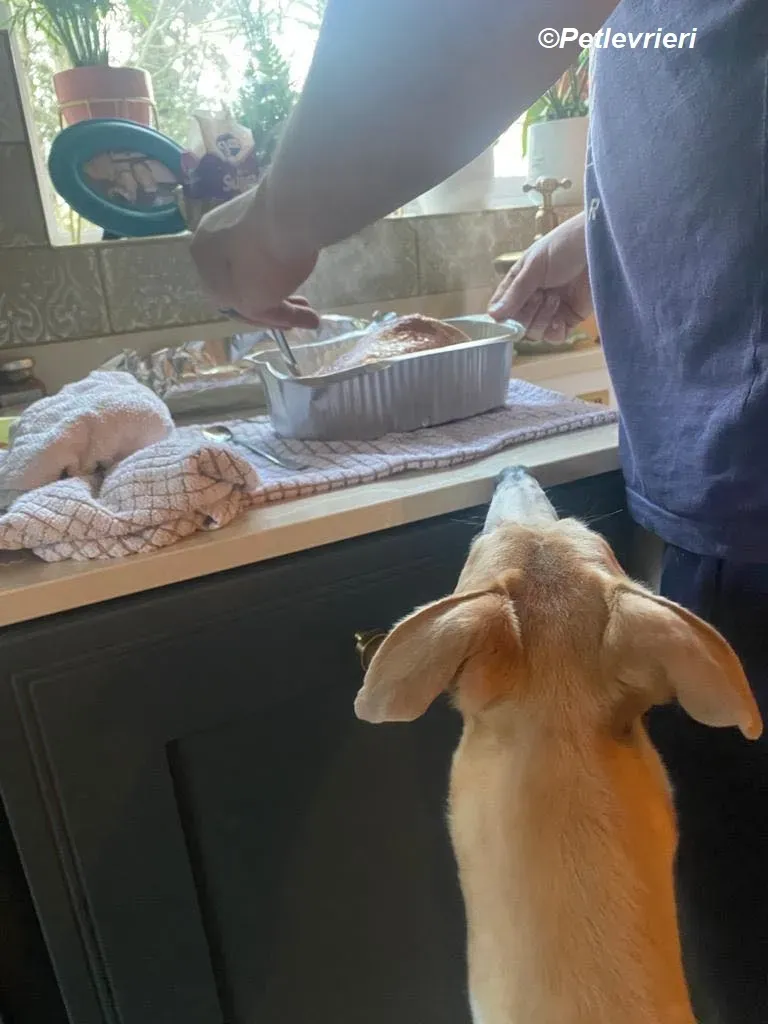 Io adozione levrieri greyhound 36