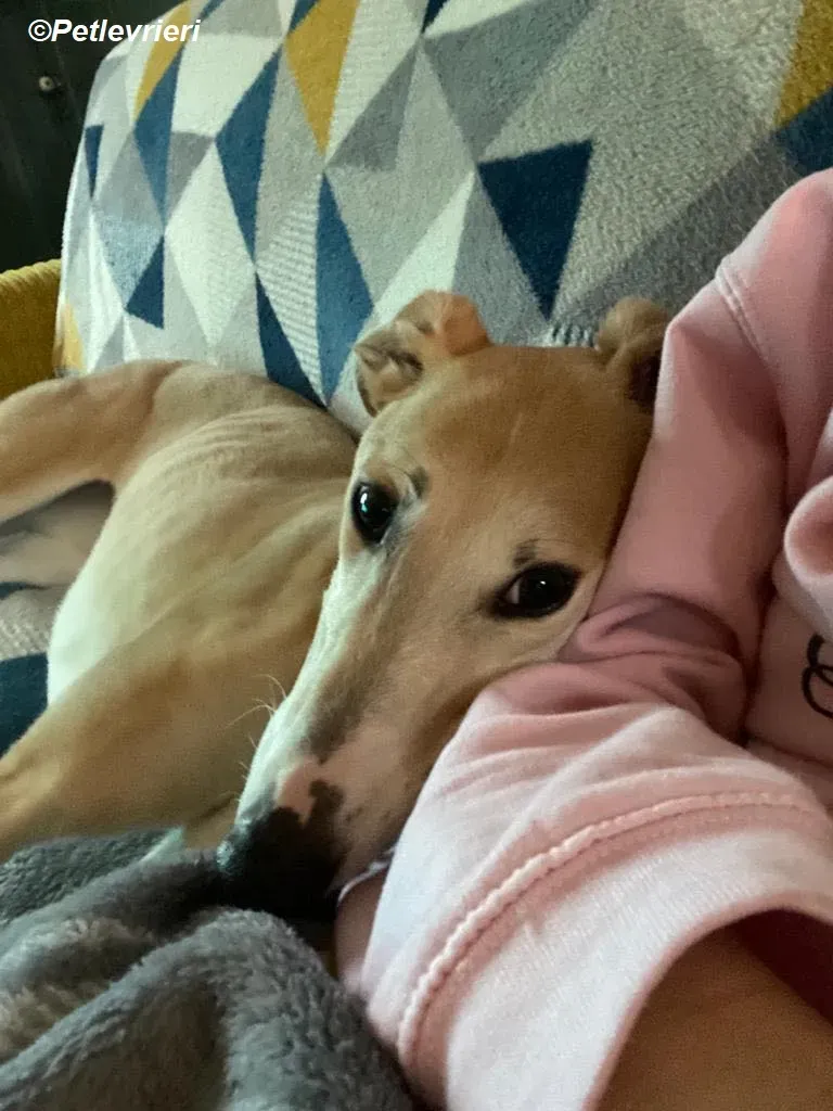 Io adozione levrieri greyhound 37