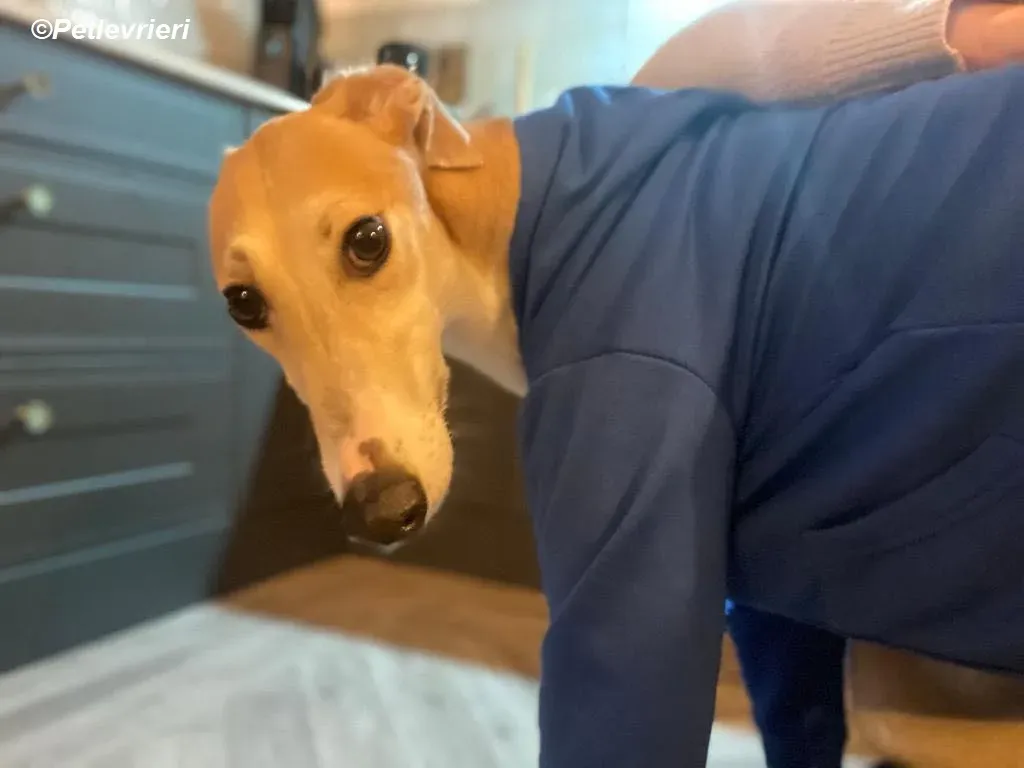 Io adozione levrieri greyhound 38