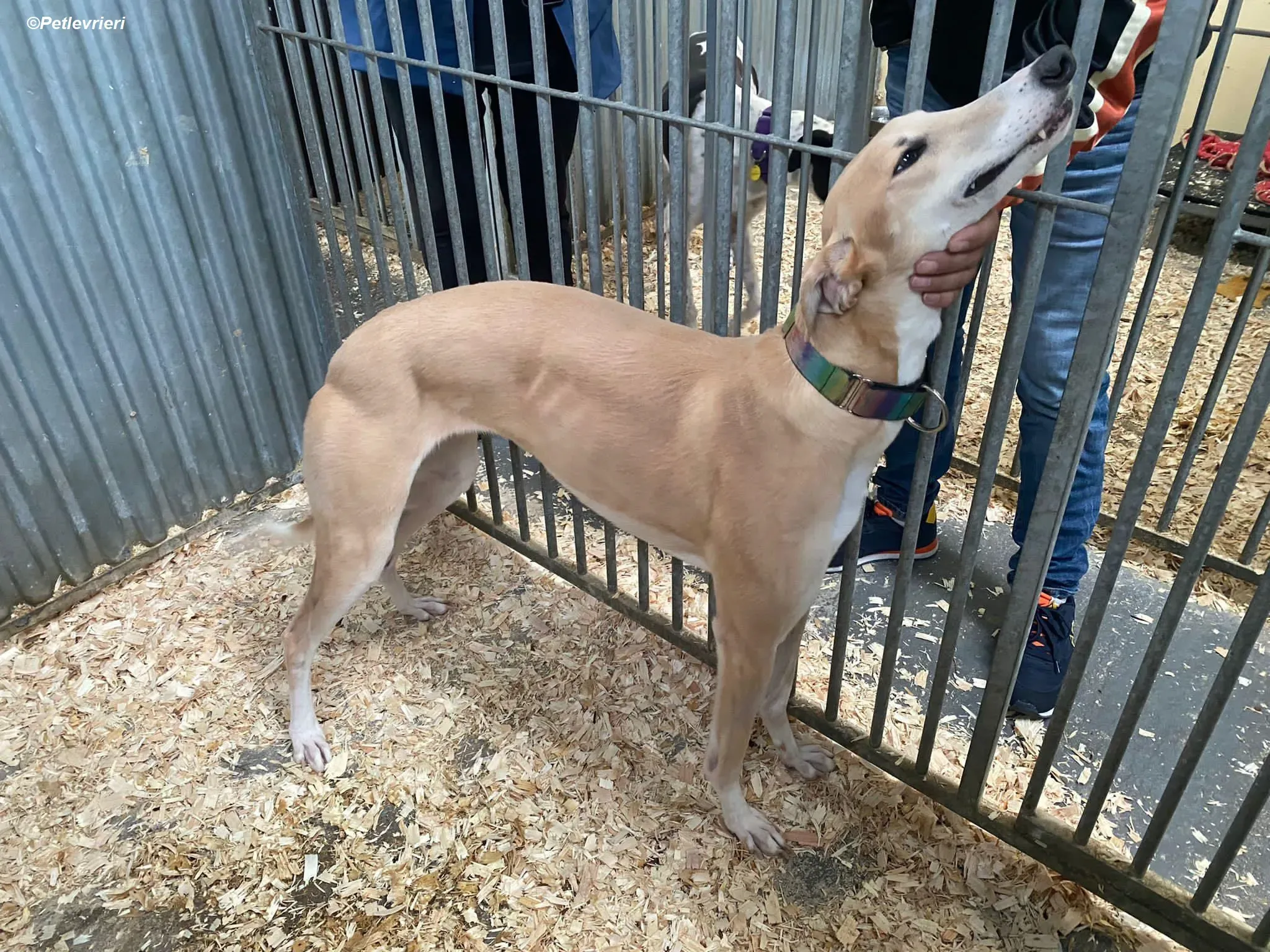 Io adozione levrieri greyhound 4