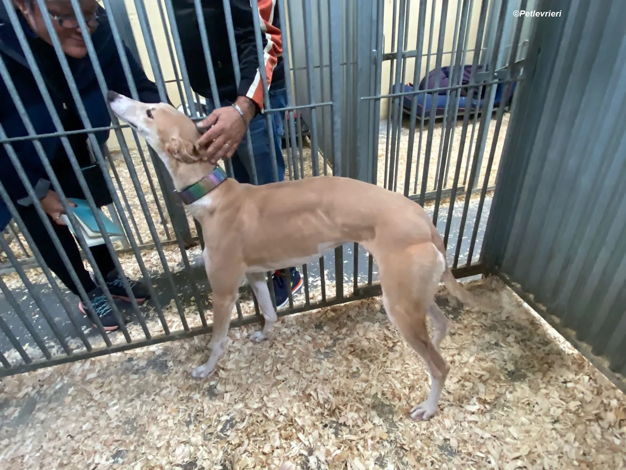 Io adozione levrieri greyhound 5