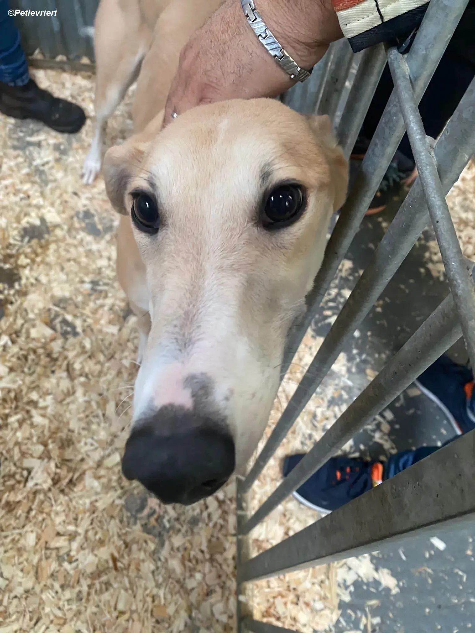 Io adozione levrieri greyhound 6