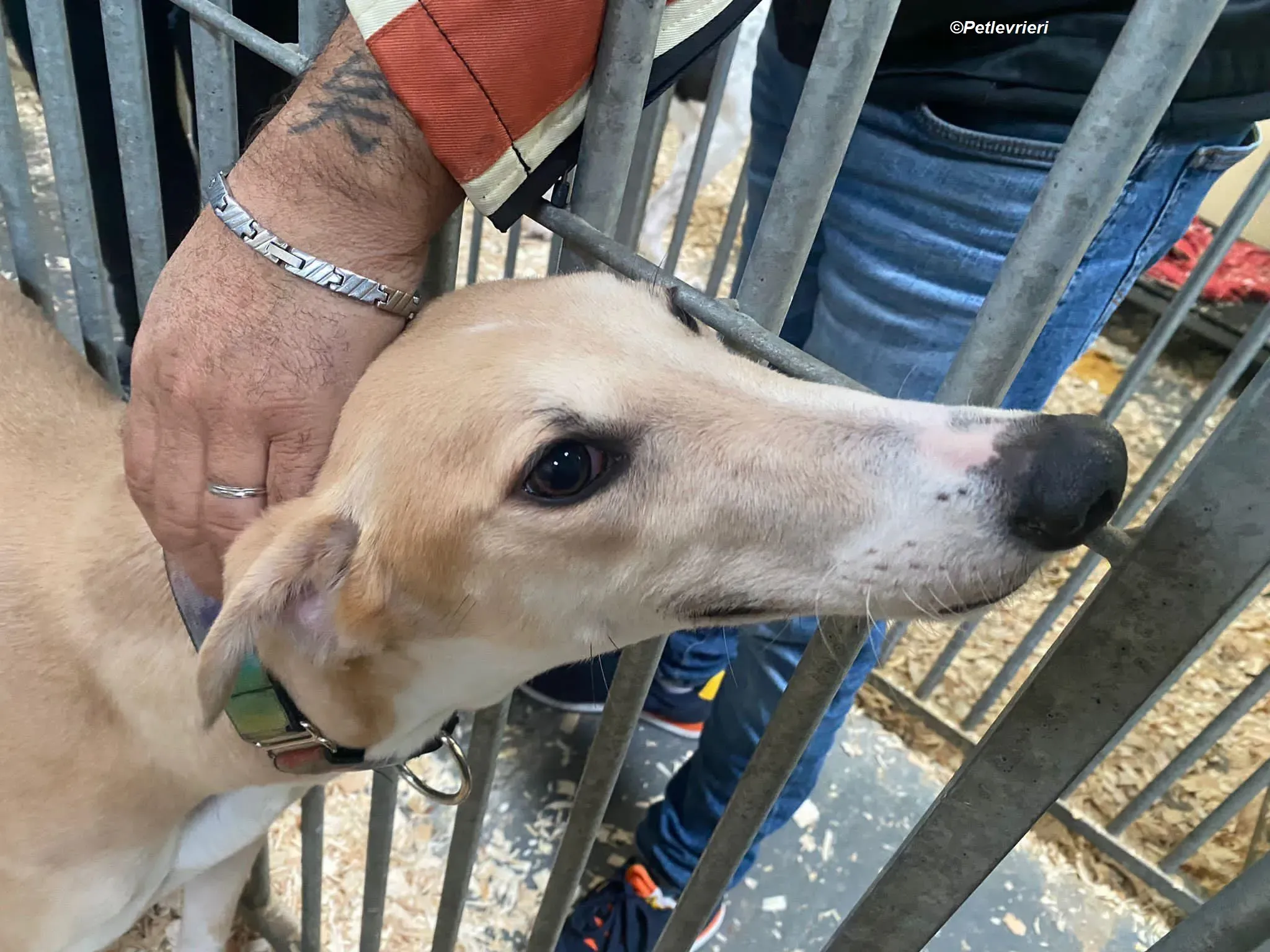 Io adozione levrieri greyhound 7