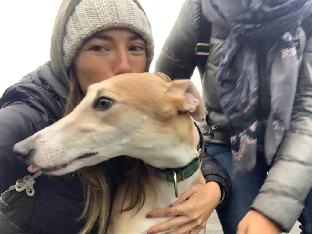 Io adozione levrieri greyhound 8