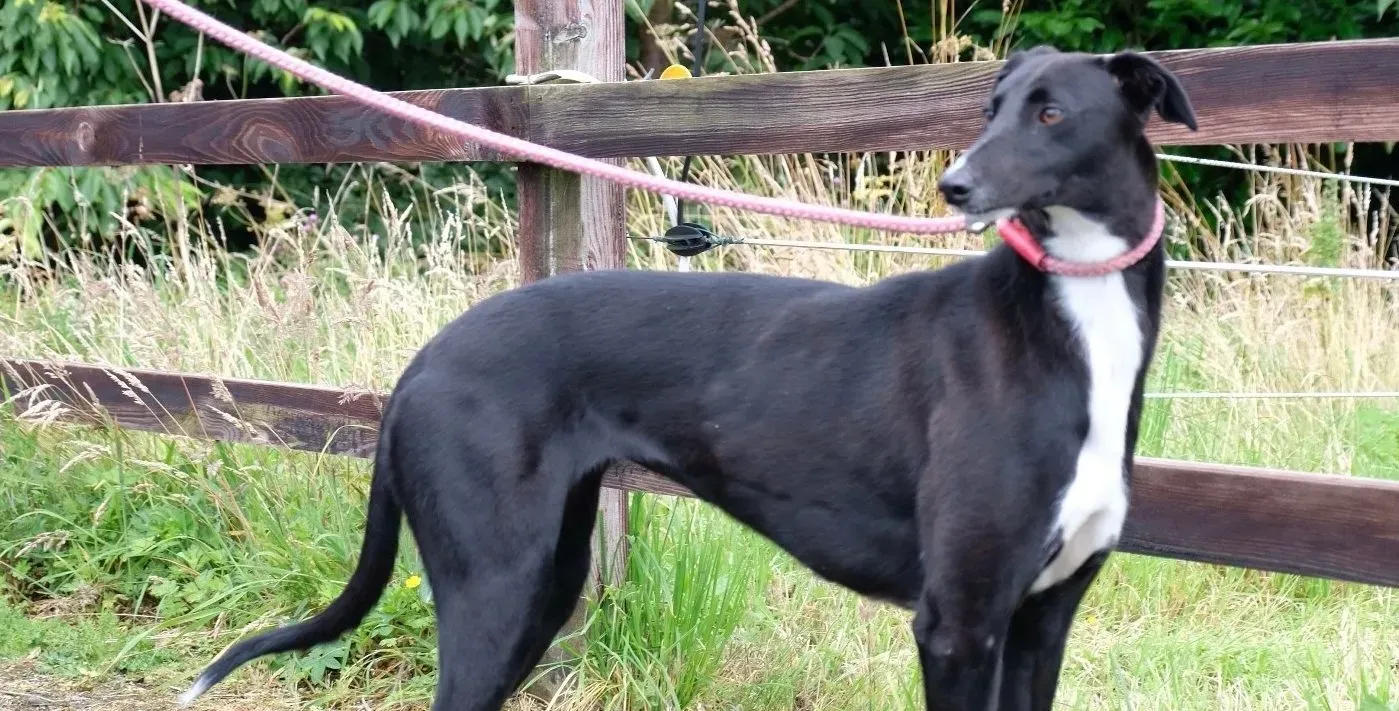 Irena adozione levrieri greyhound 1 e1690638954200