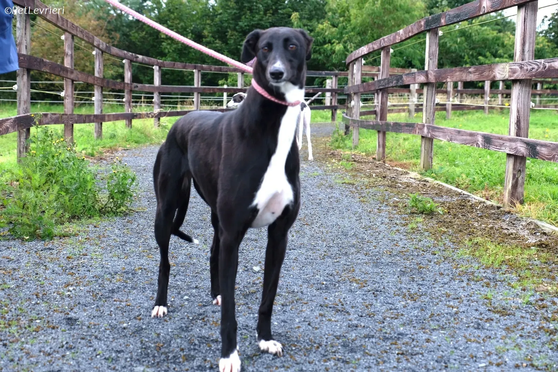 Irena adozione levrieri greyhound 10