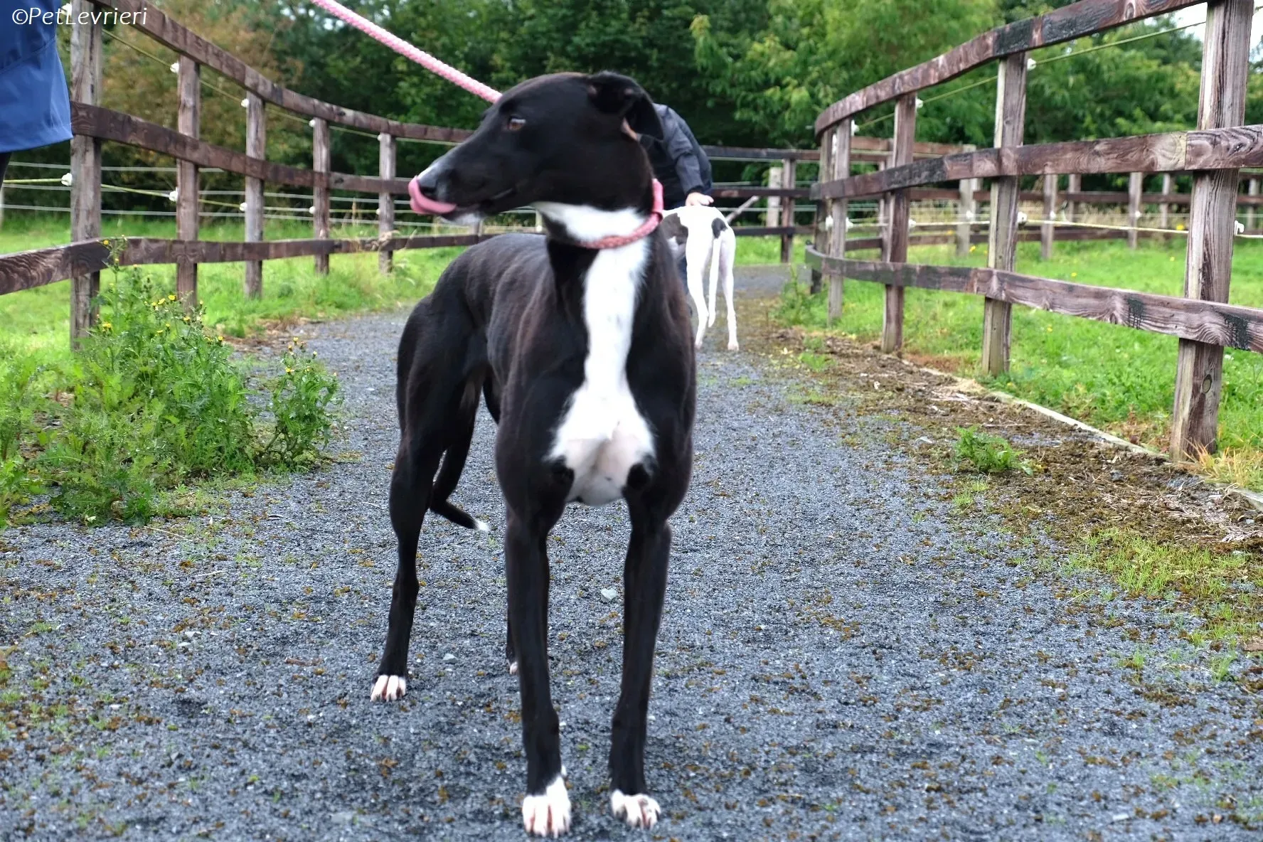 Irena adozione levrieri greyhound 11