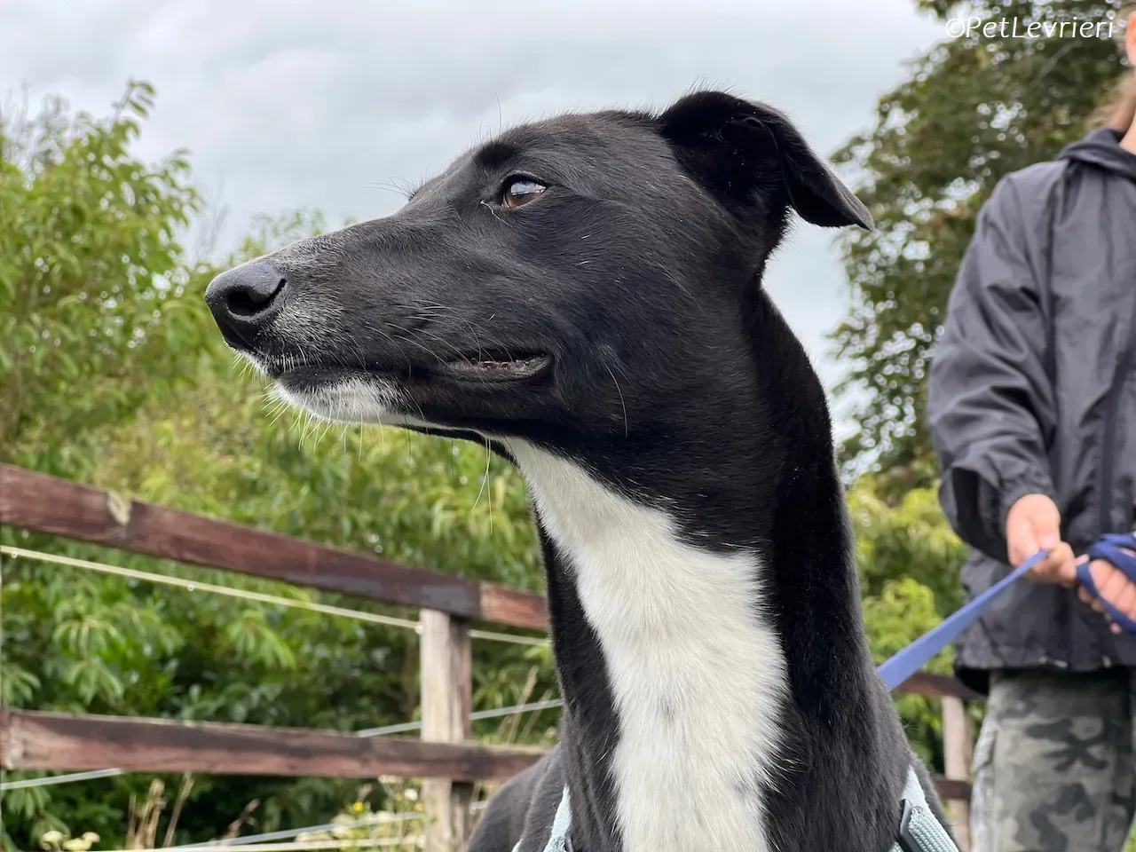 Irena adozione levrieri greyhound 12