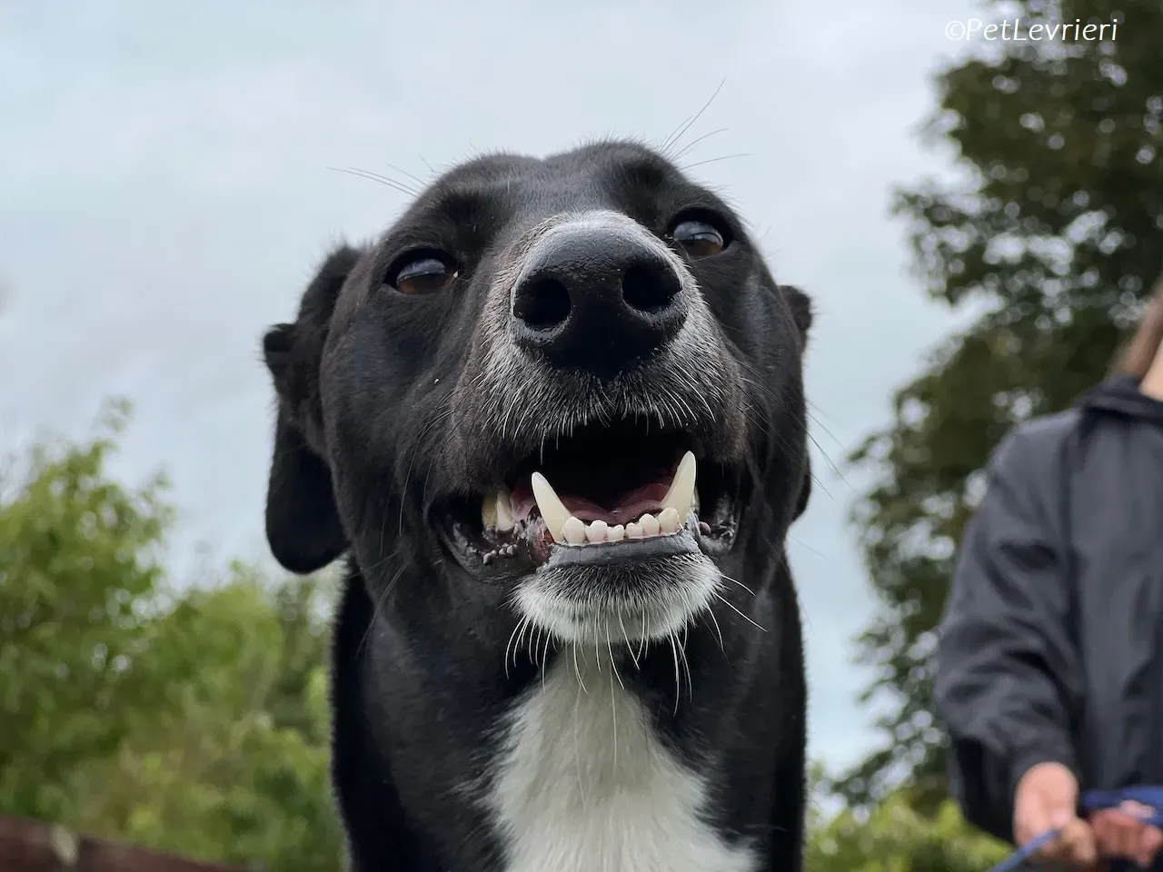 Irena adozione levrieri greyhound 13