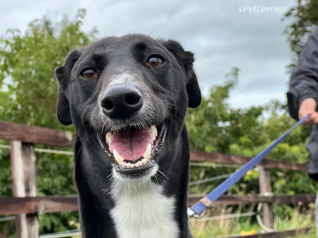 Irena adozione levrieri greyhound 14