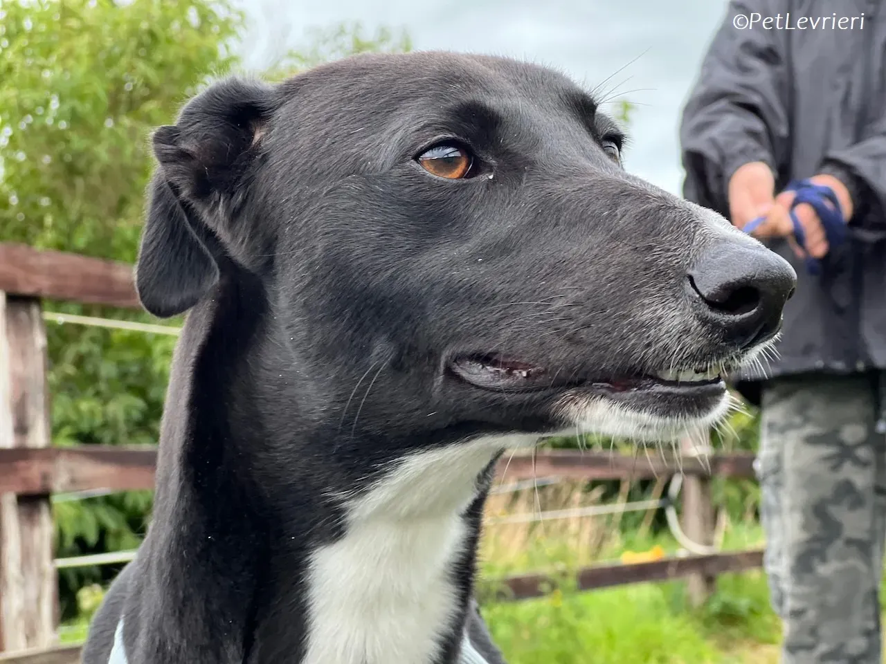 Irena adozione levrieri greyhound 15