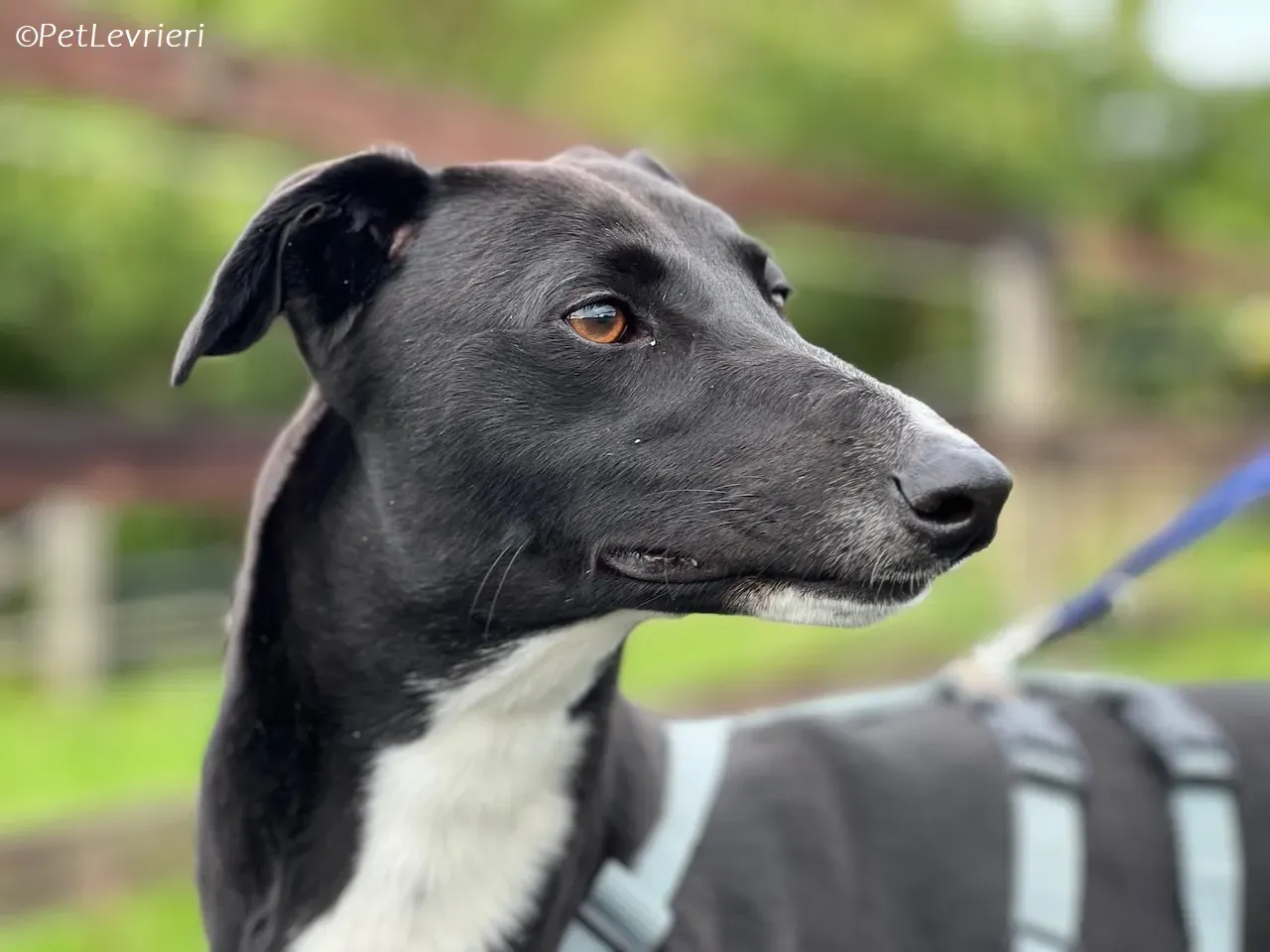 Irena adozione levrieri greyhound 16