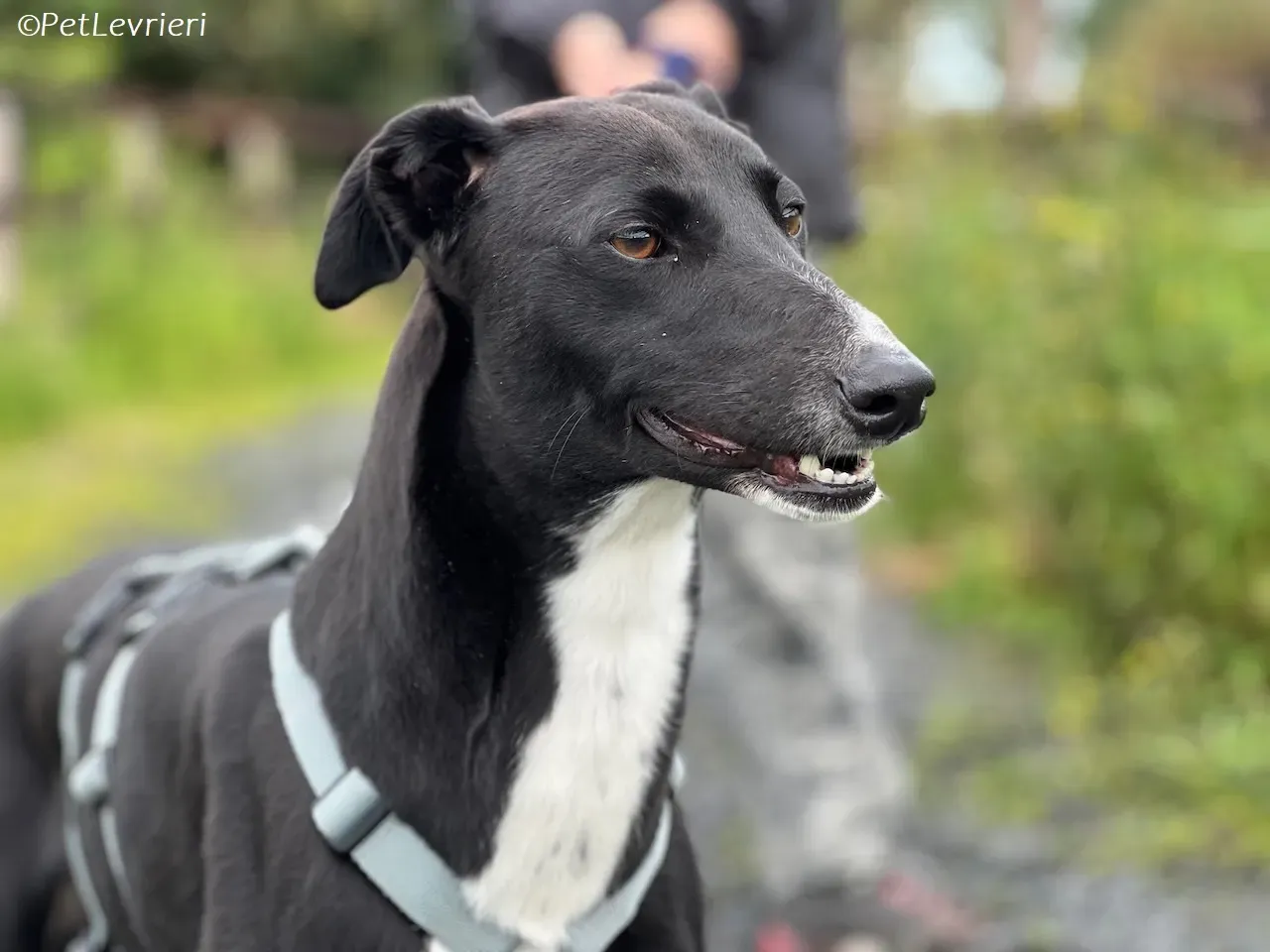 Irena adozione levrieri greyhound 17