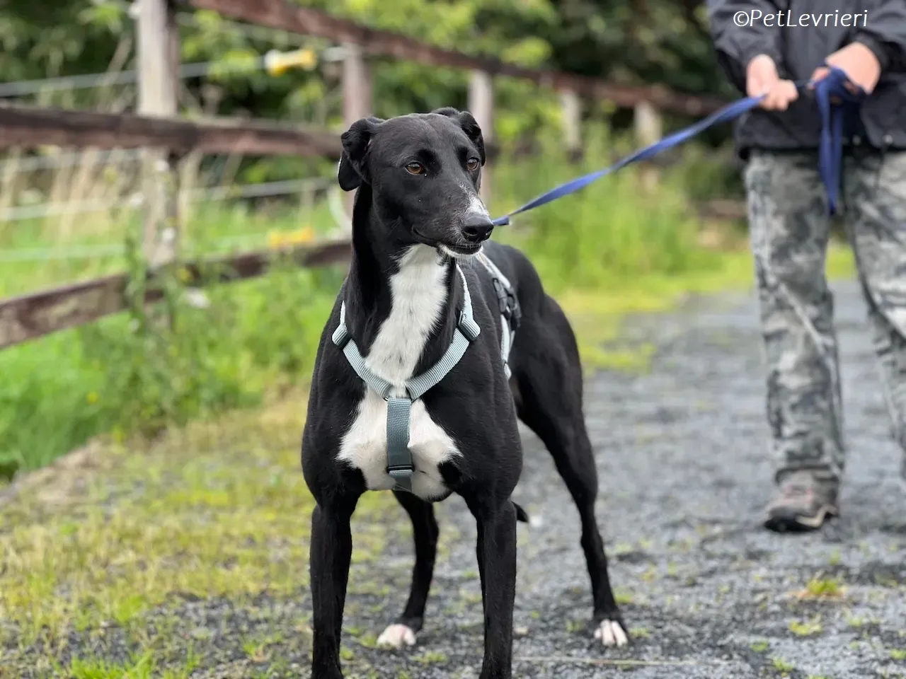 Irena adozione levrieri greyhound 18