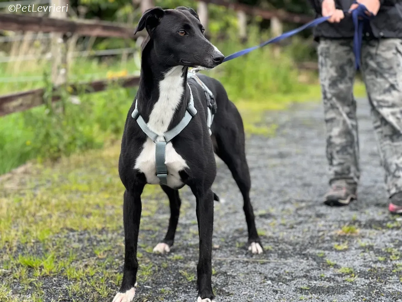 Irena adozione levrieri greyhound 19