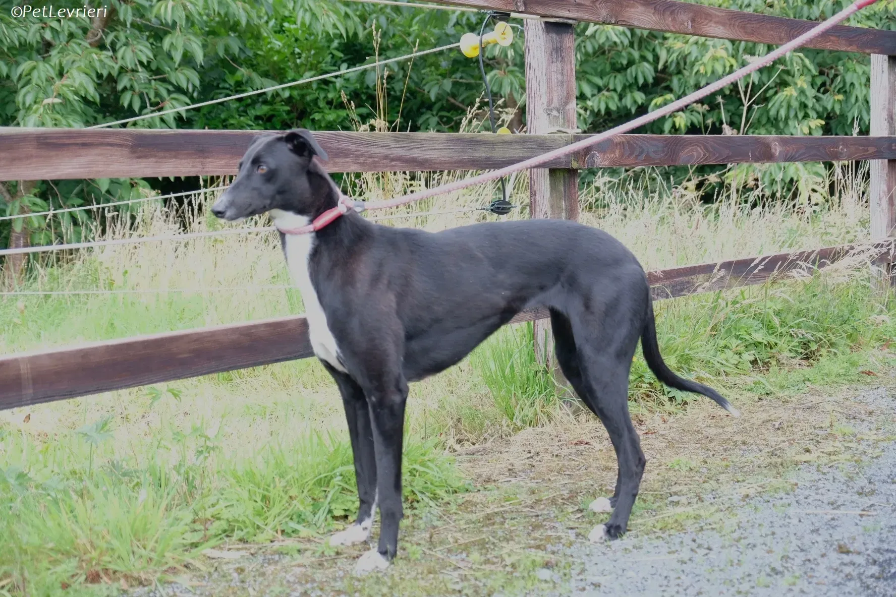 Irena adozione levrieri greyhound 2