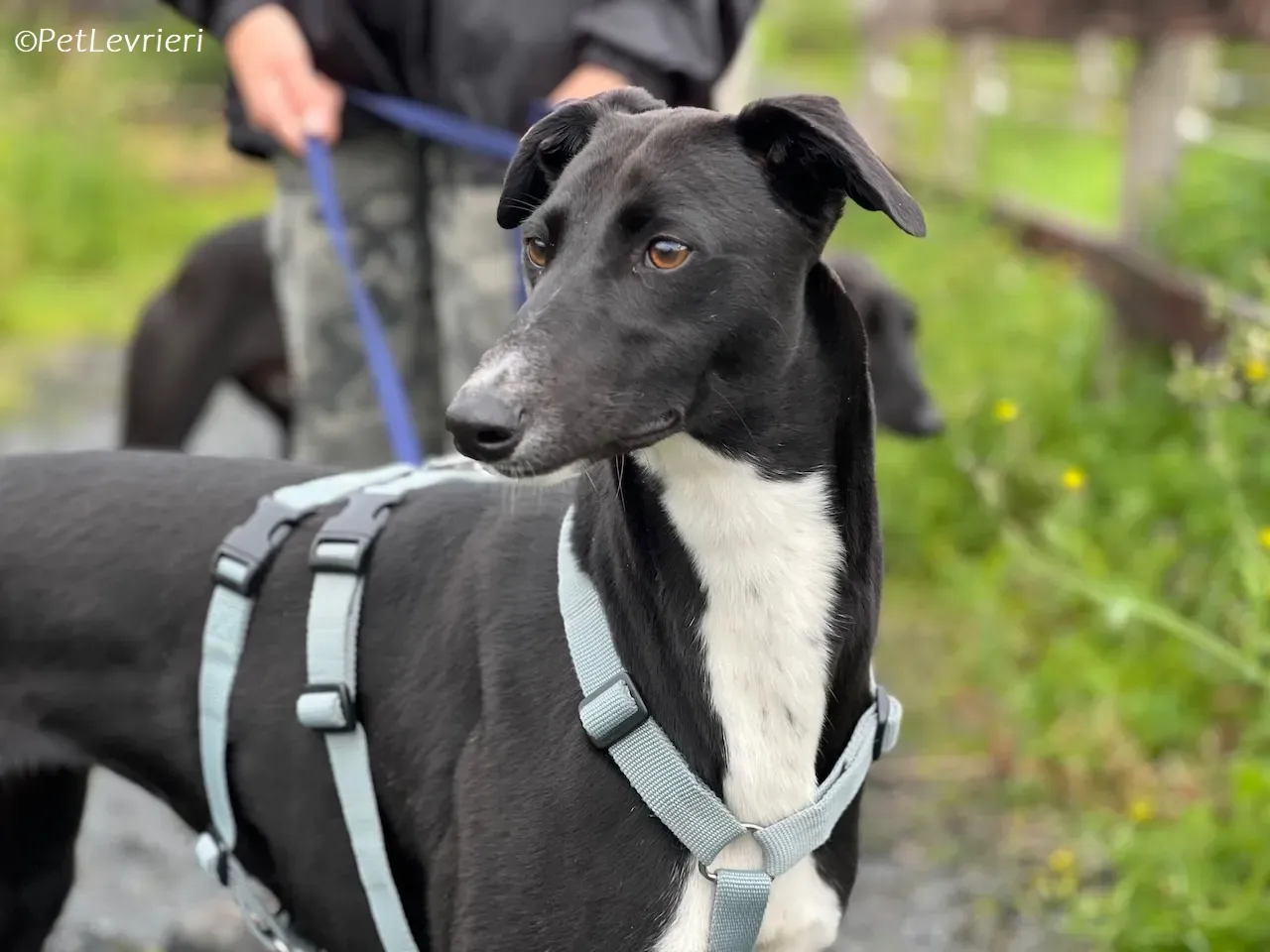 Irena adozione levrieri greyhound 20