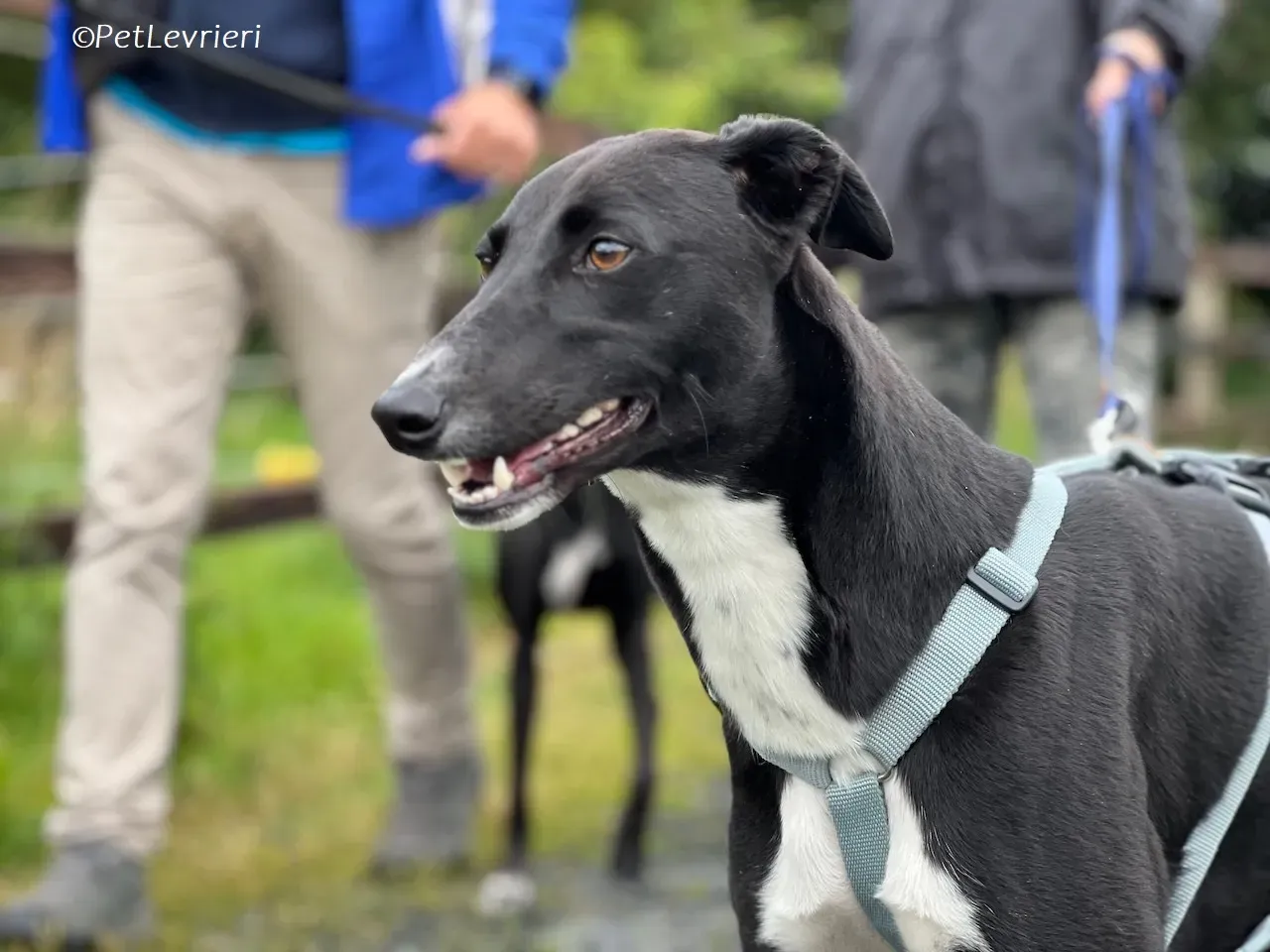 Irena adozione levrieri greyhound 21