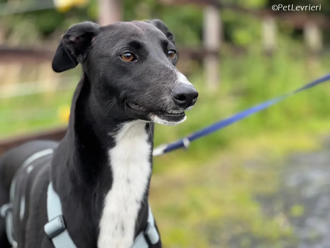 Irena adozione levrieri greyhound 22