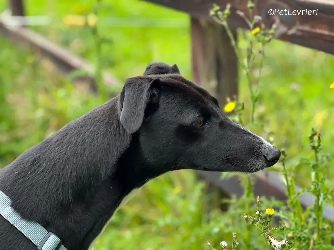 Irena adozione levrieri greyhound 23