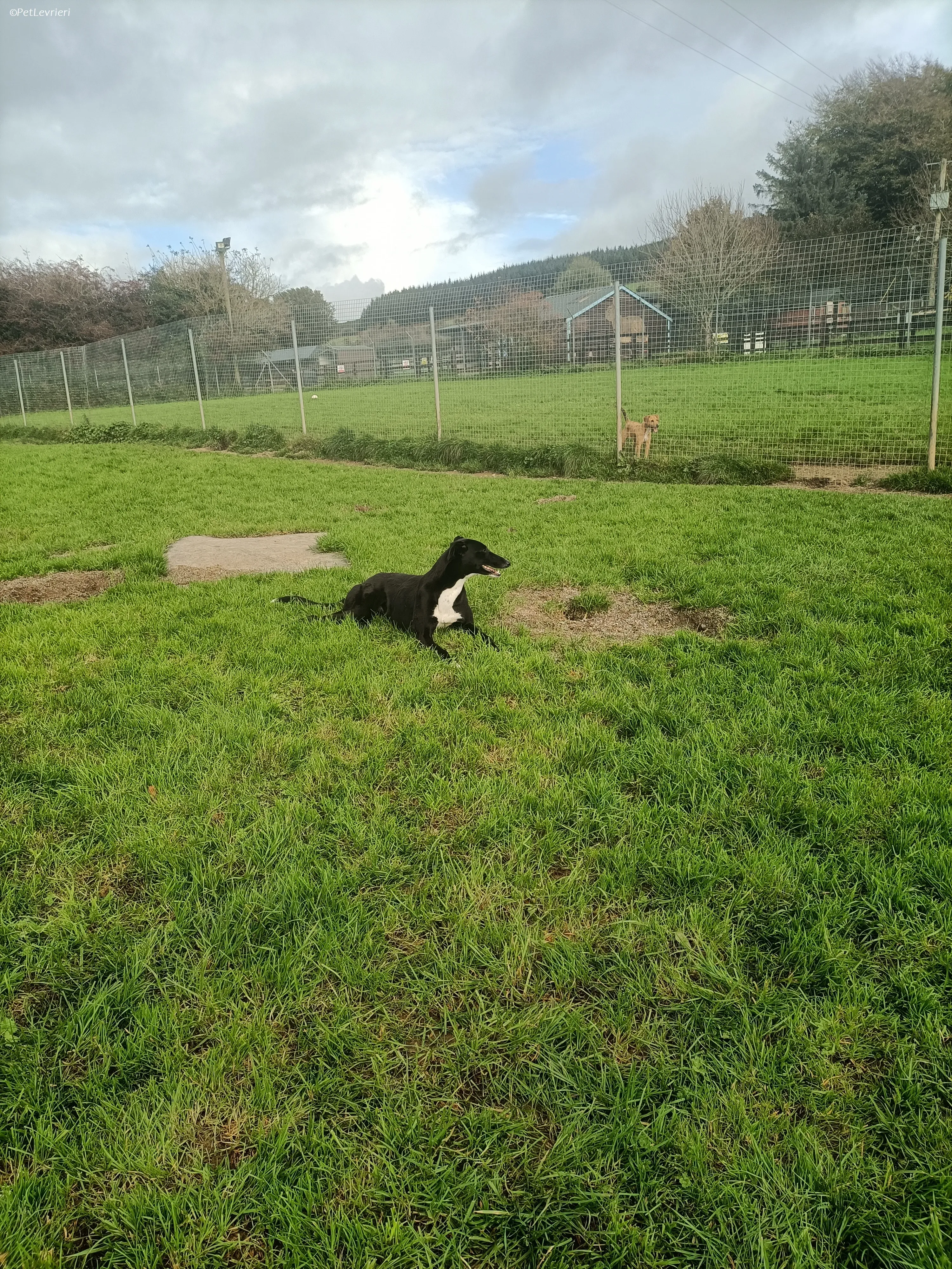 Irena adozione levrieri greyhound 24