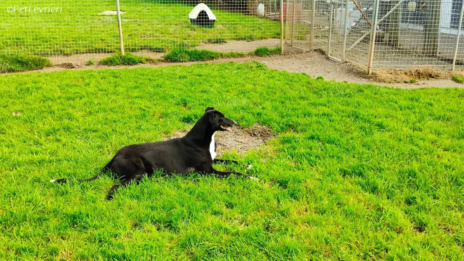 Irena adozione levrieri greyhound 25