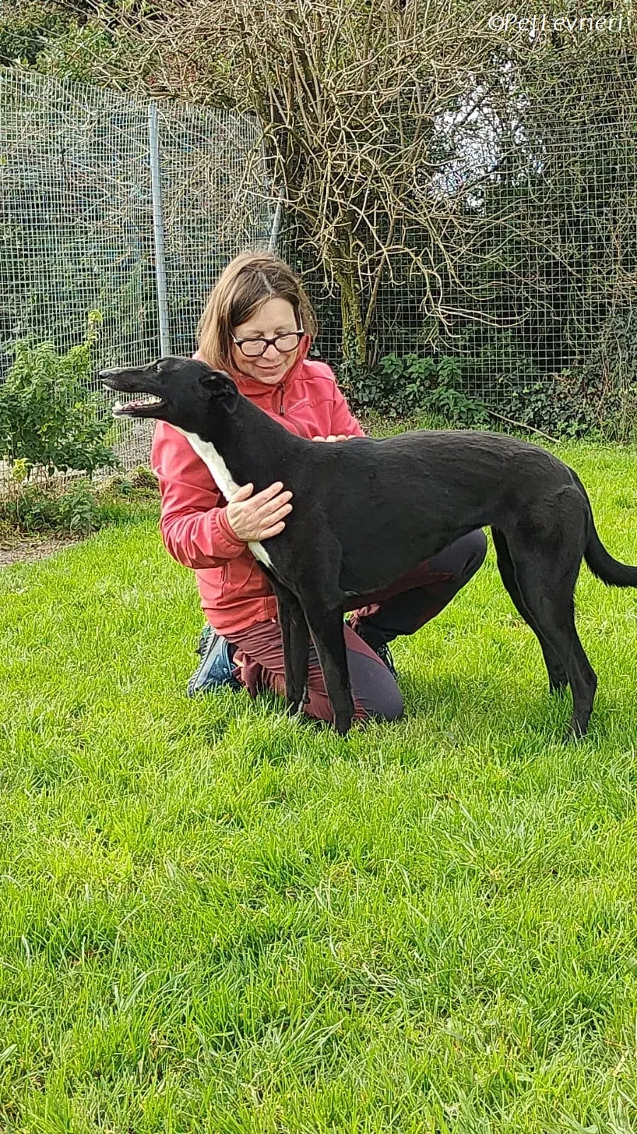 Irena adozione levrieri greyhound 26