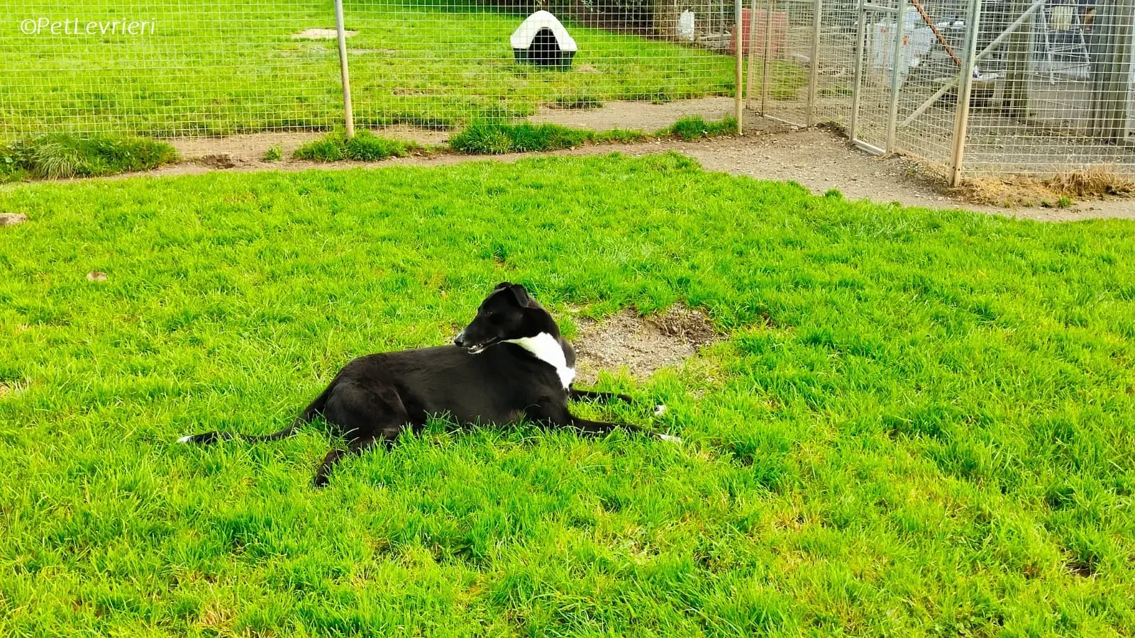 Irena adozione levrieri greyhound 27