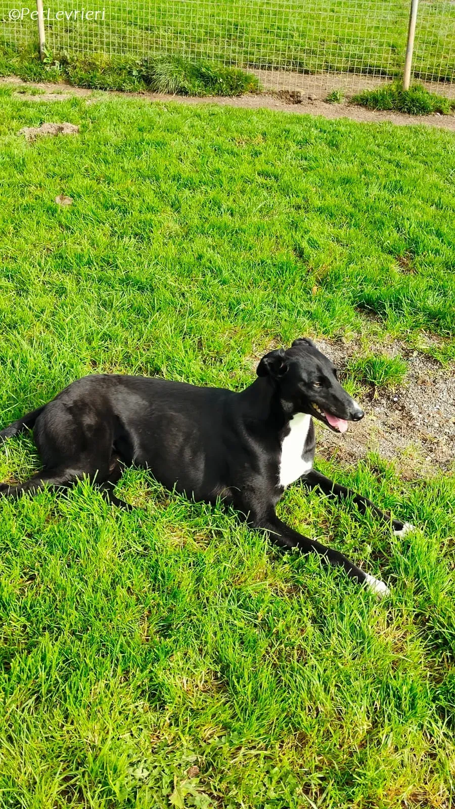 Irena adozione levrieri greyhound 28