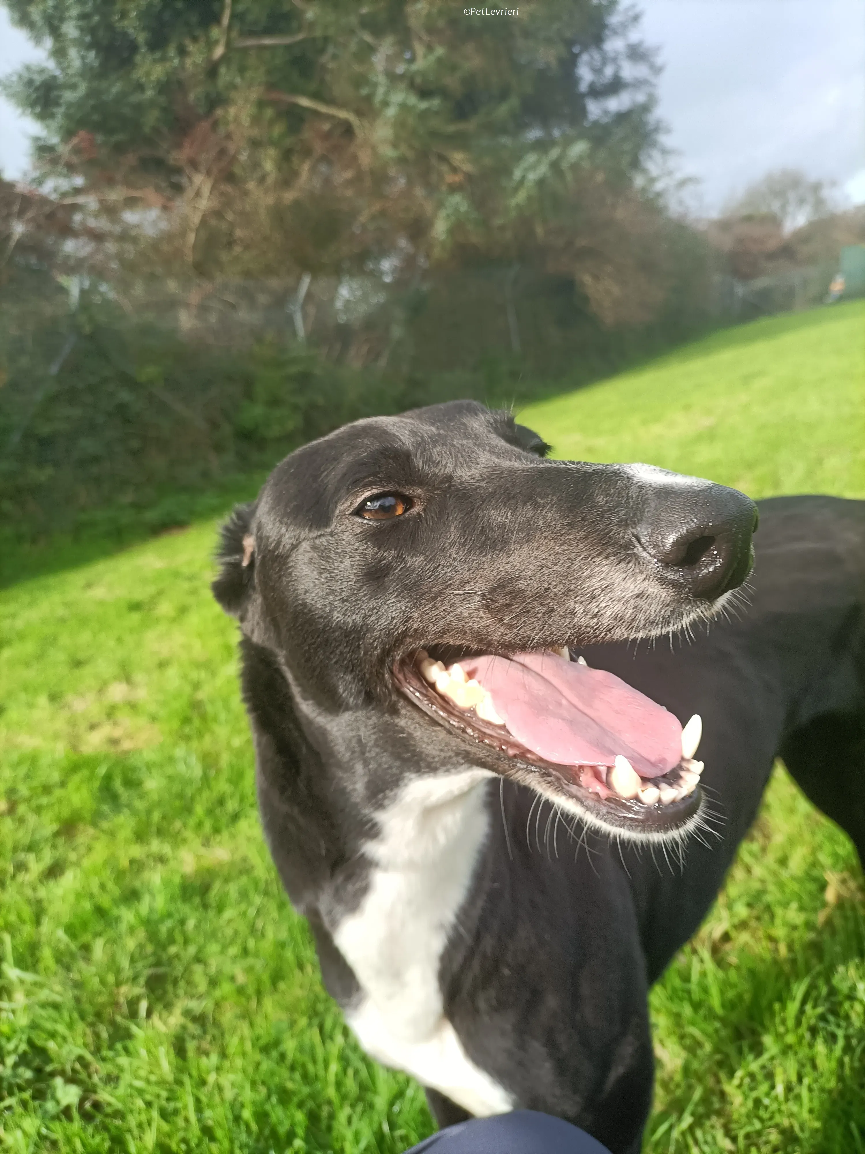 Irena adozione levrieri greyhound 29