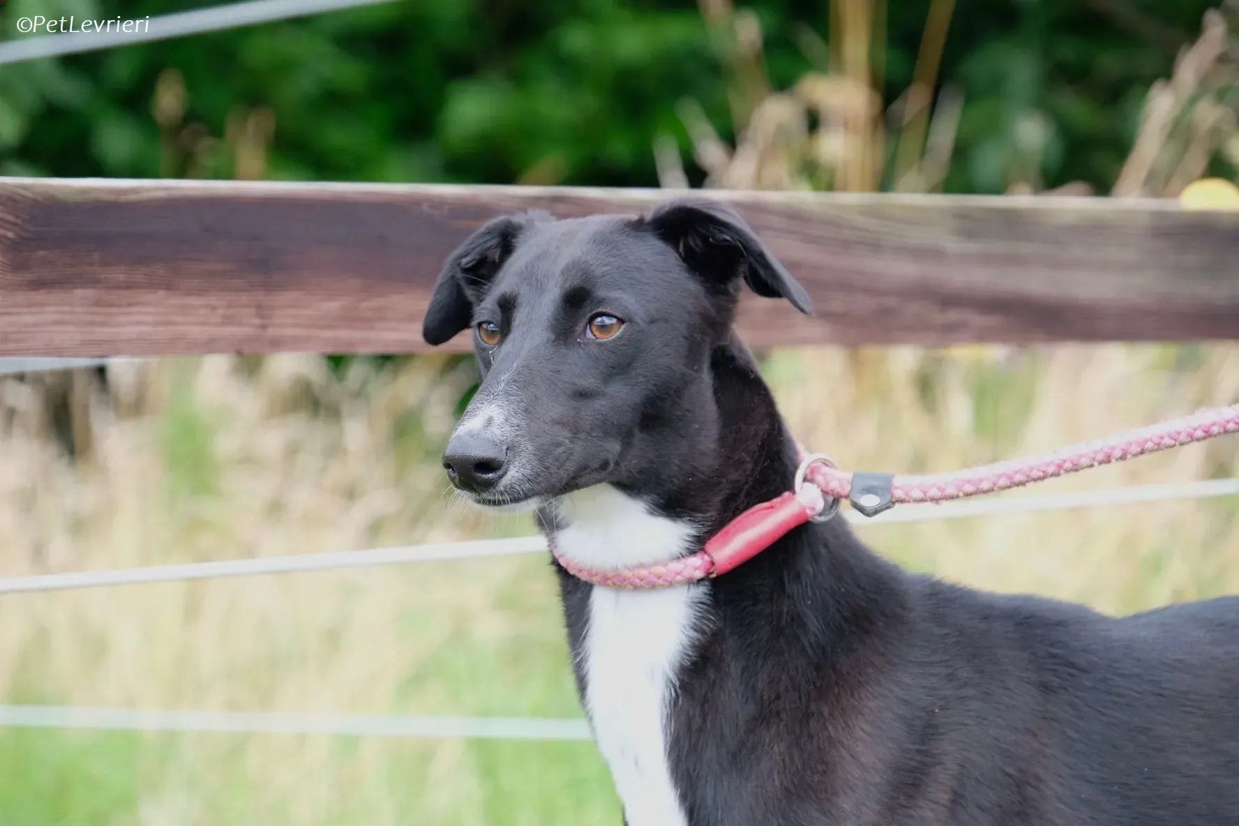 Irena adozione levrieri greyhound 3