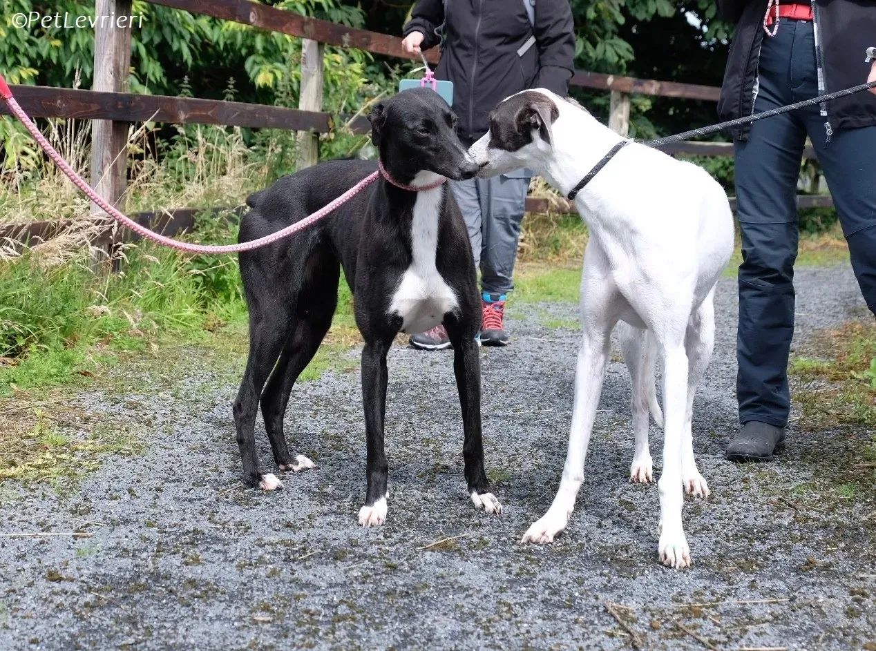 Irena adozione levrieri greyhound 4