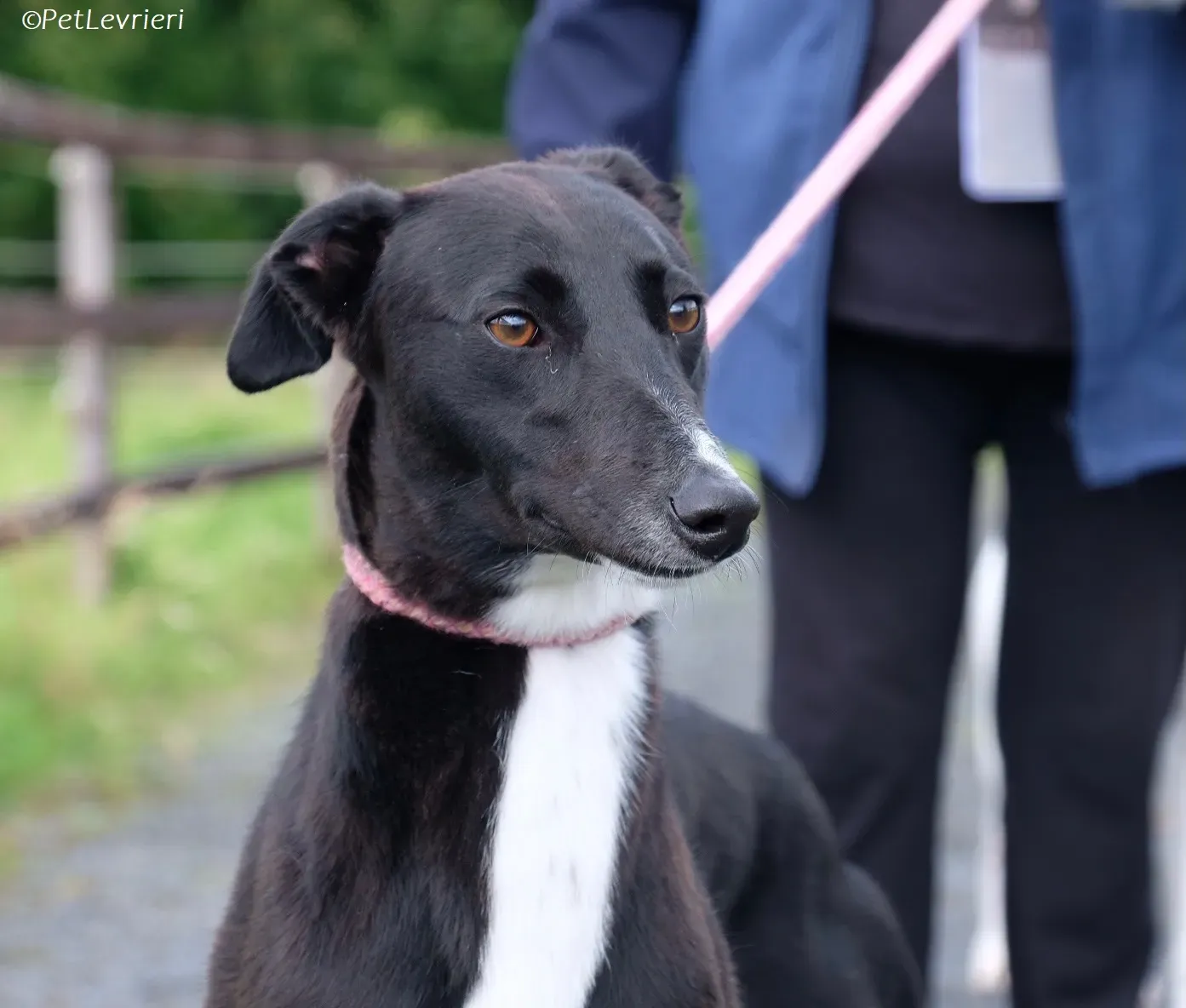 Irena adozione levrieri greyhound 5