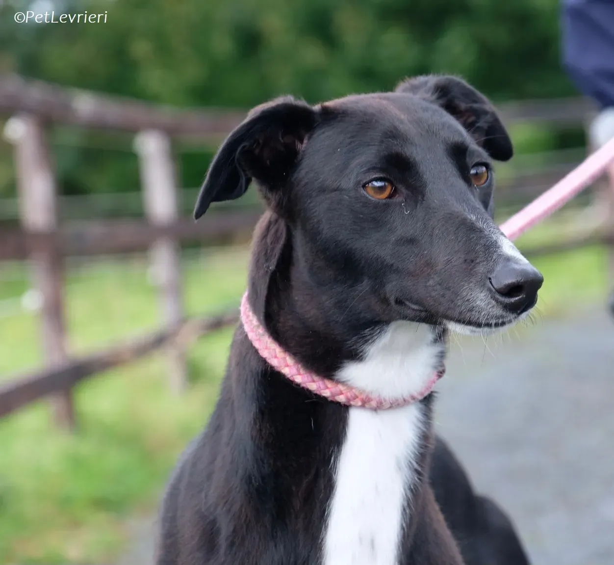 Irena adozione levrieri greyhound 6