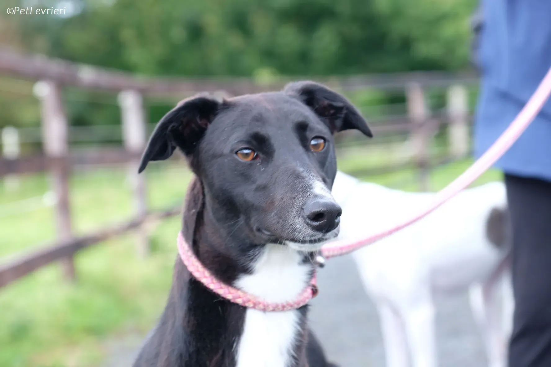 Irena adozione levrieri greyhound 7