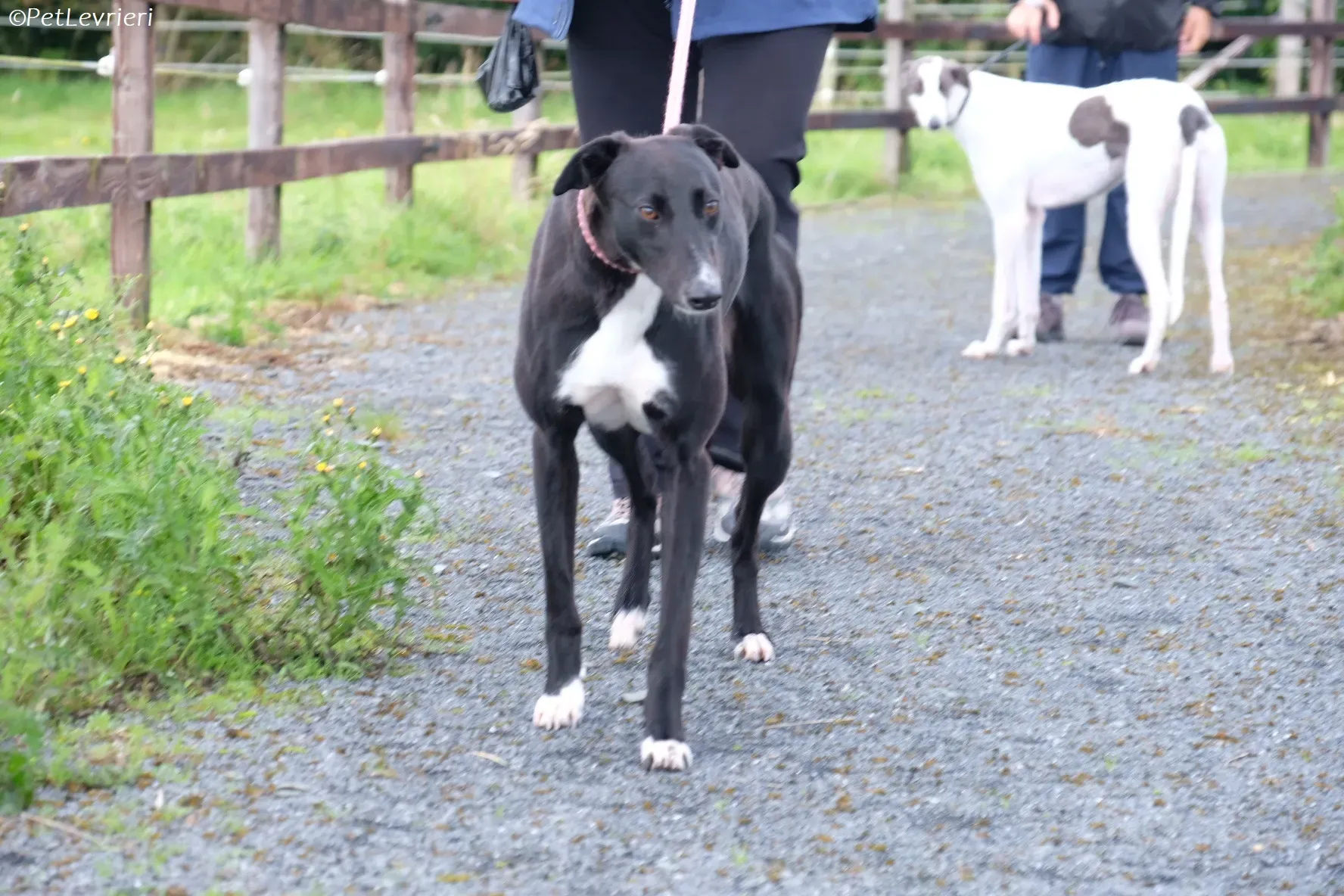 Irena adozione levrieri greyhound 8