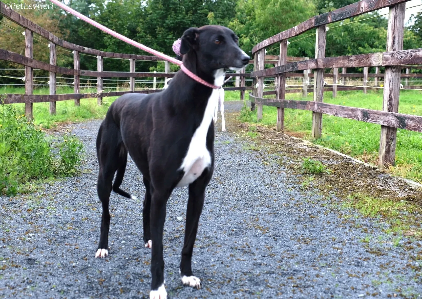 Irena adozione levrieri greyhound 9