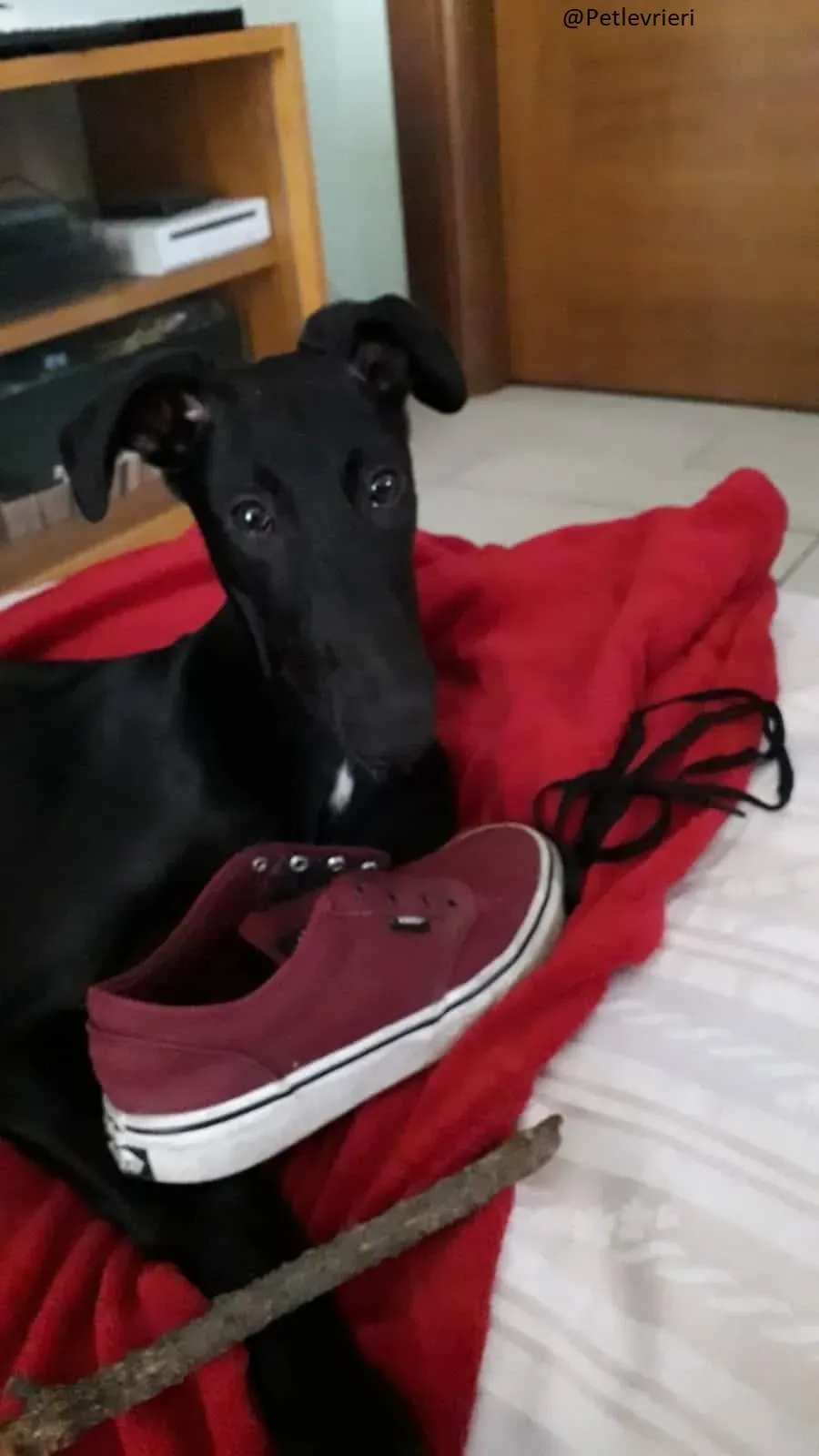 Irene Galgo foster Adozione levrieri 1