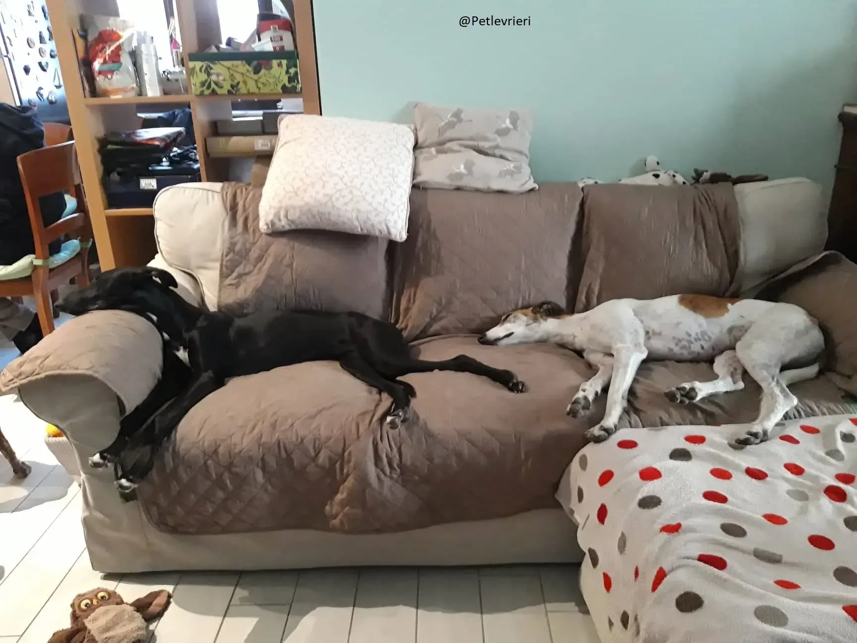 Irene Galgo foster Adozione levrieri 2