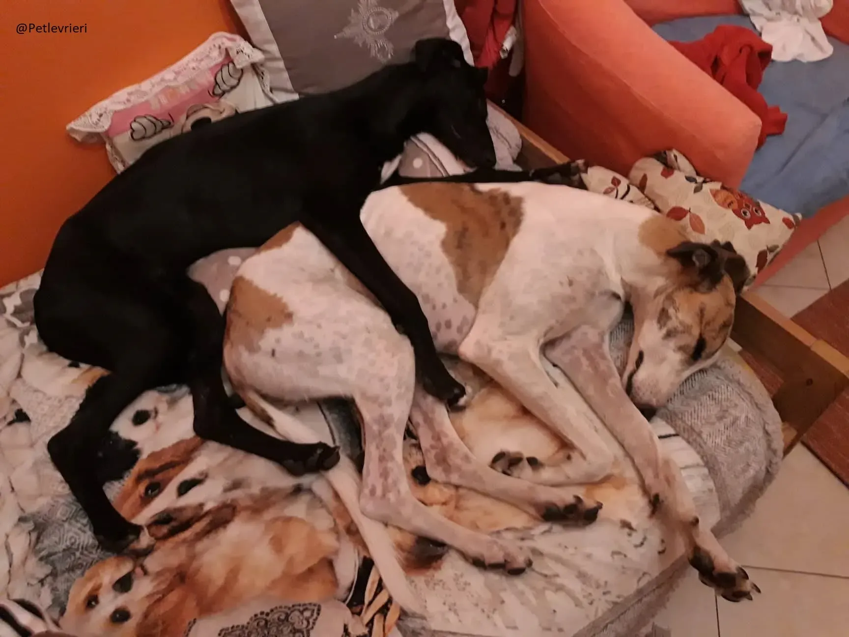 Irene Galgo foster Adozione levrieri 3