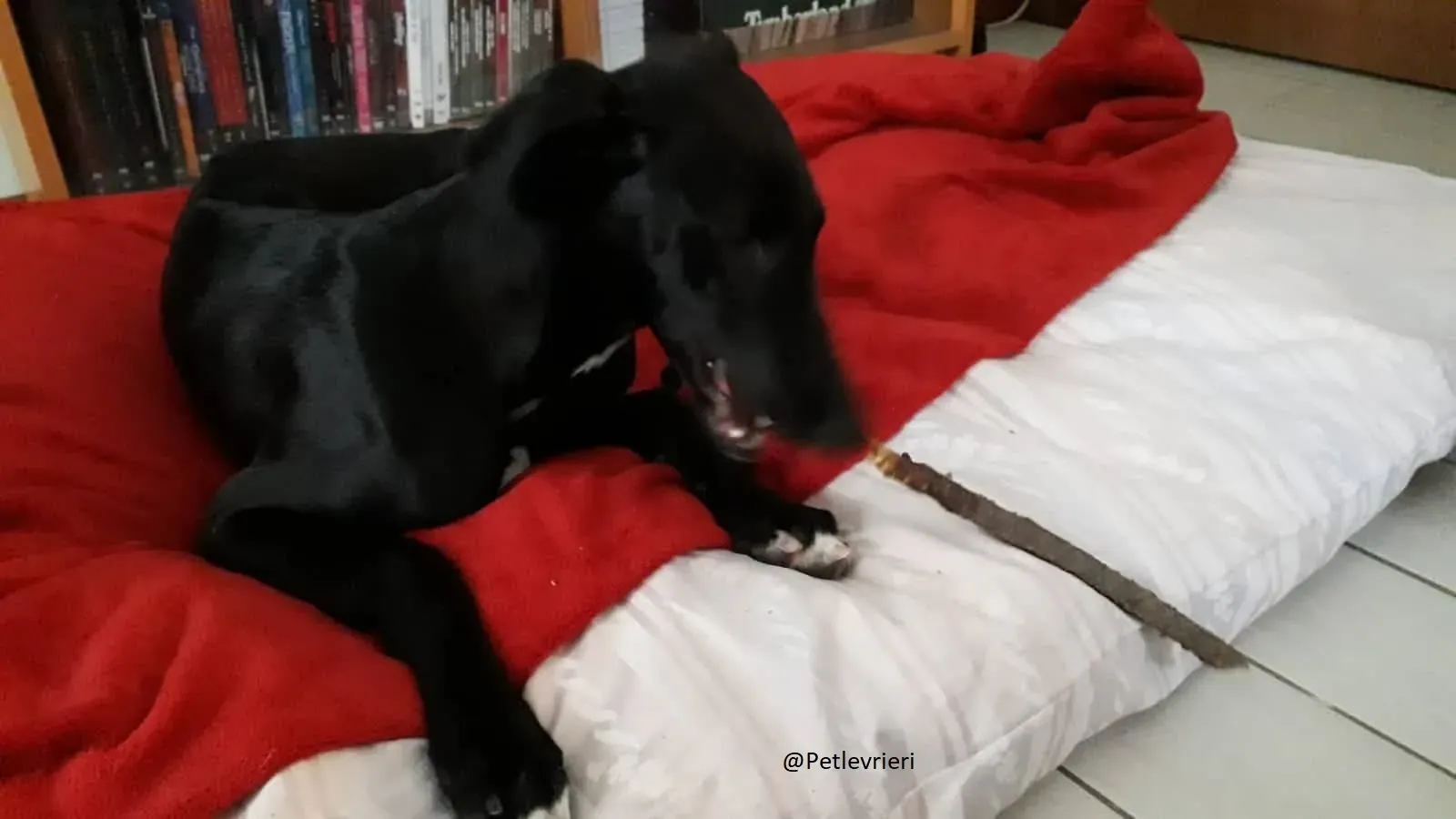 Irene Galgo foster Adozione levrieri 4