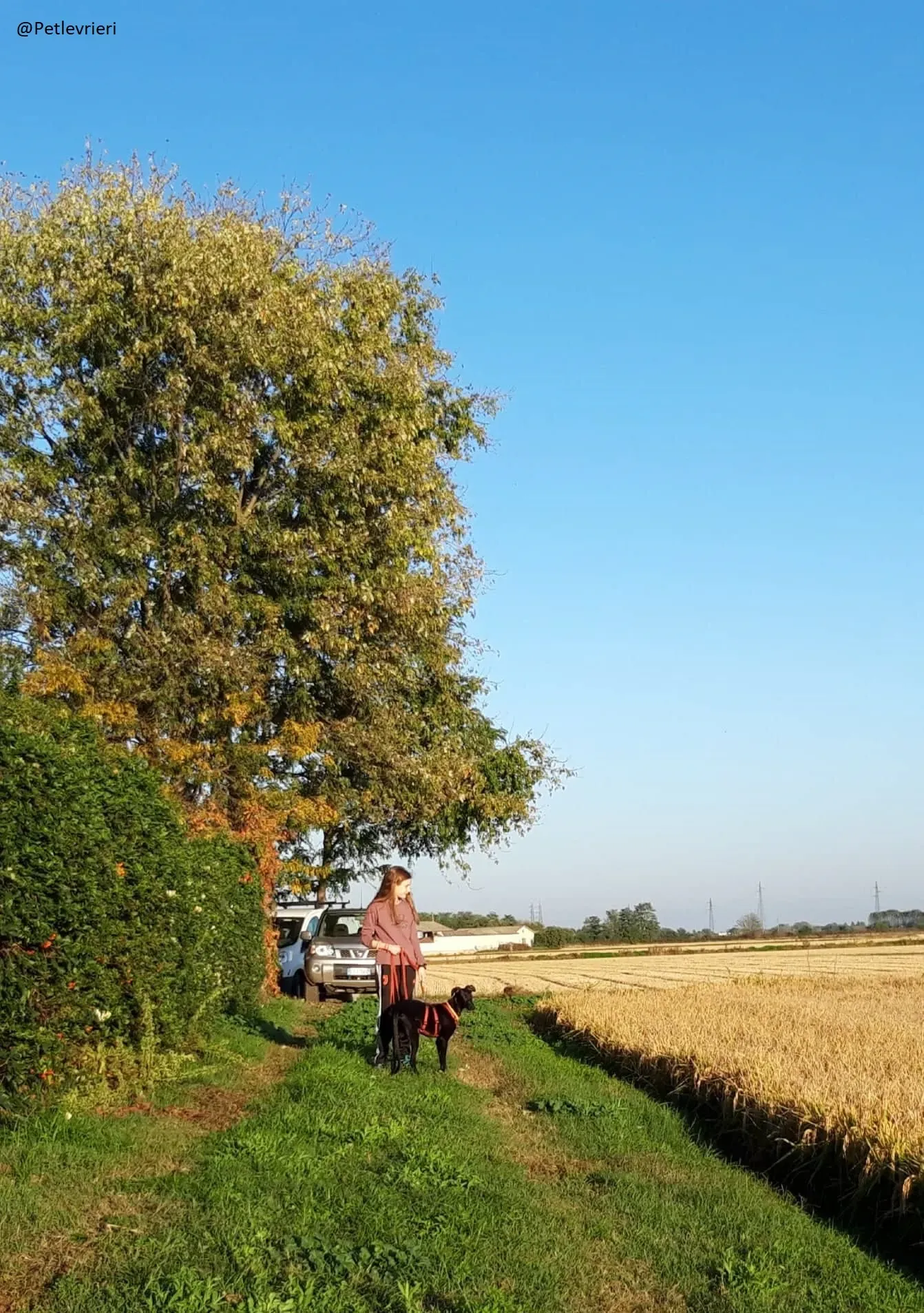 Irene Galgo foster Adozione levrieri 5