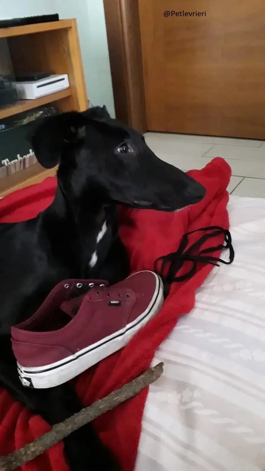 Irene Galgo foster Adozione levrieri 7