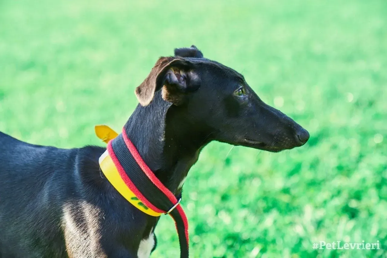 Irene adozione levrieri galgo 00