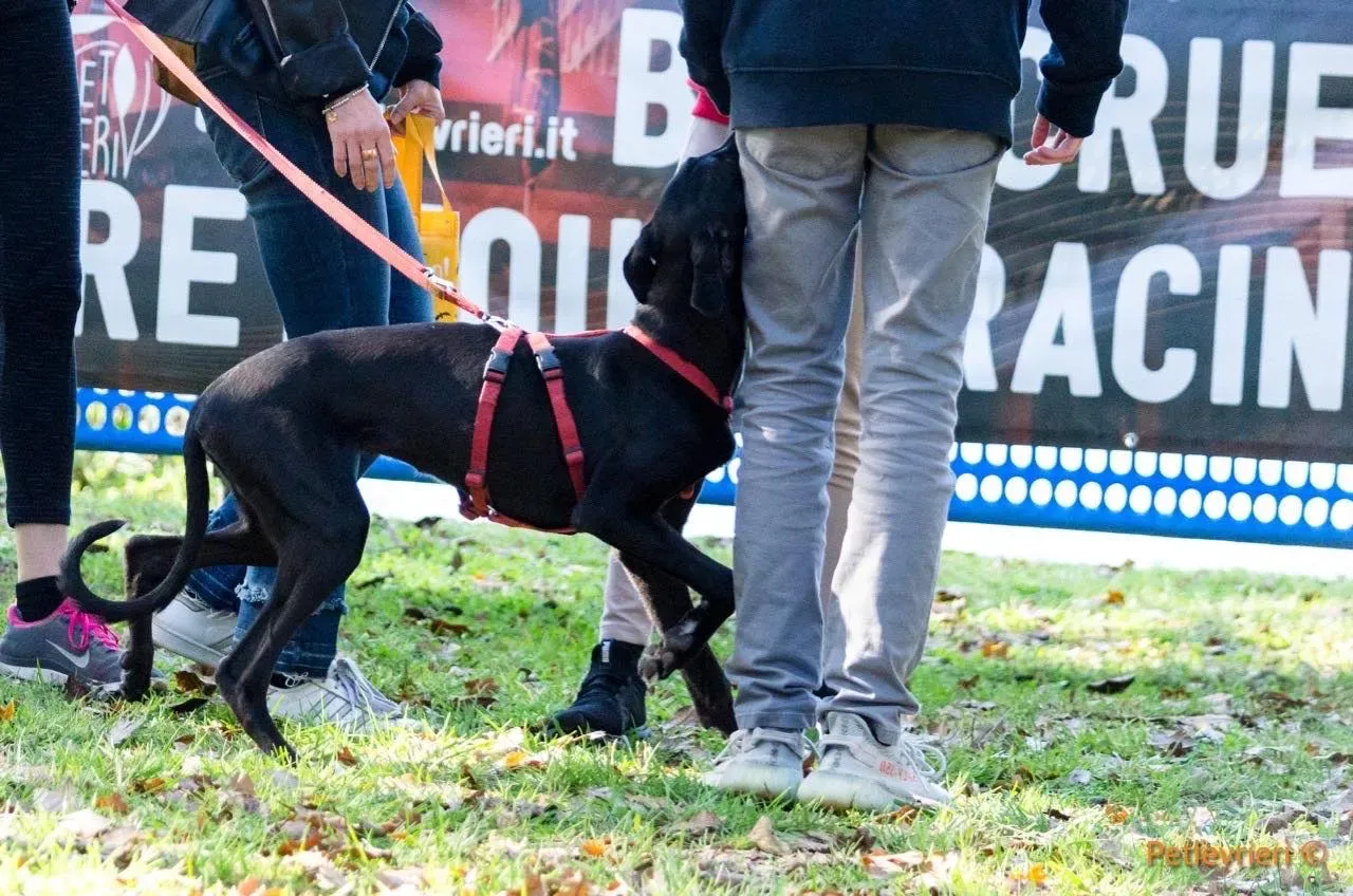 Irene adozione levrieri galgo 01