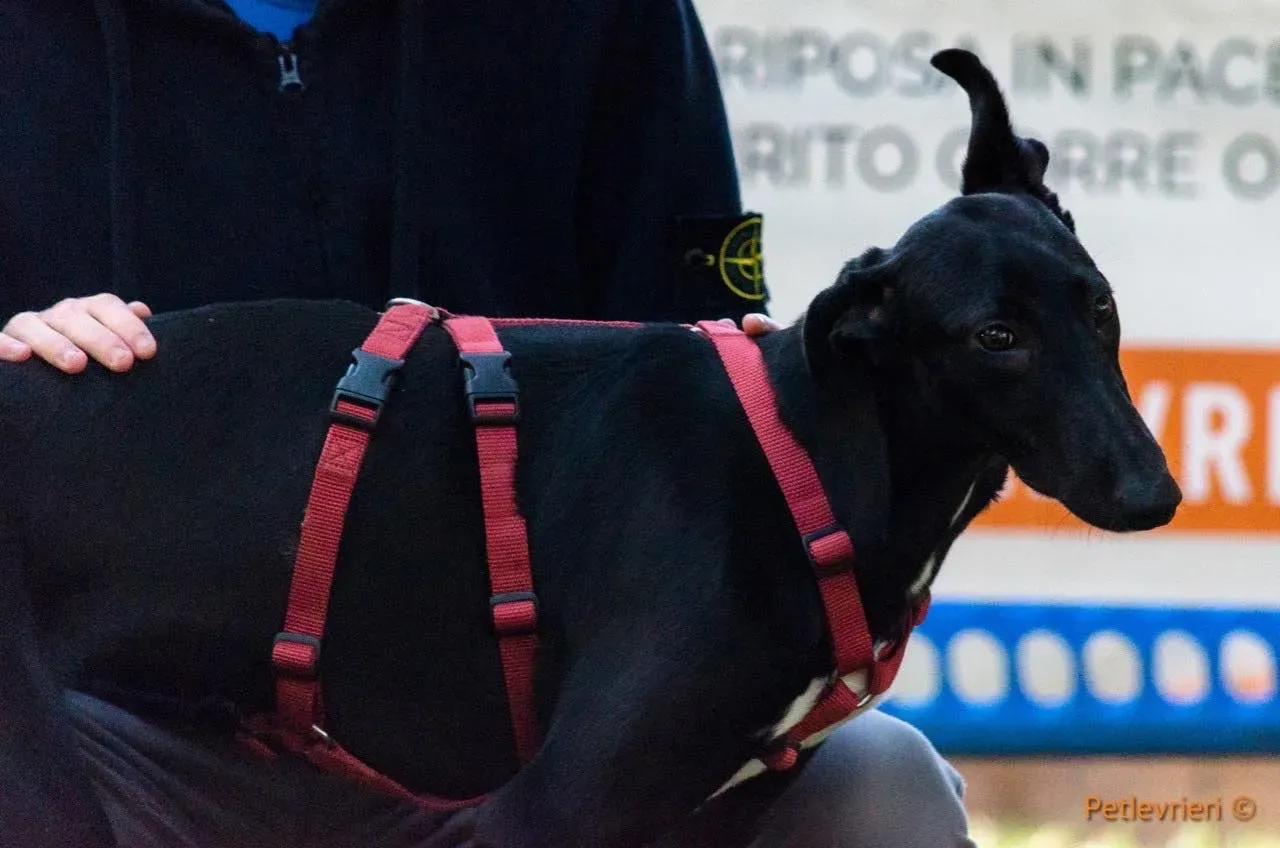 Irene adozione levrieri galgo 02